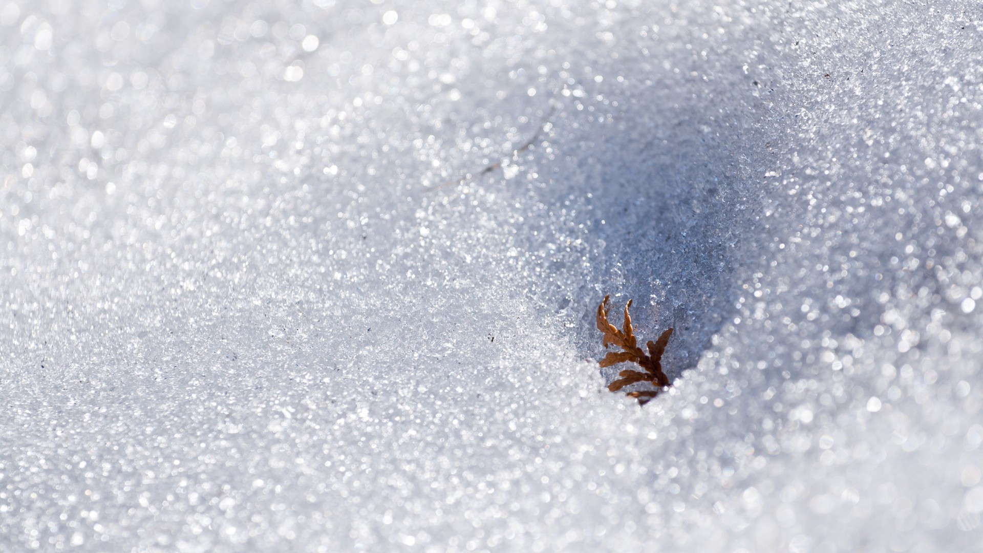 Foglia, Neve, Brillantini, Macro, Full HD, sfondo per PC