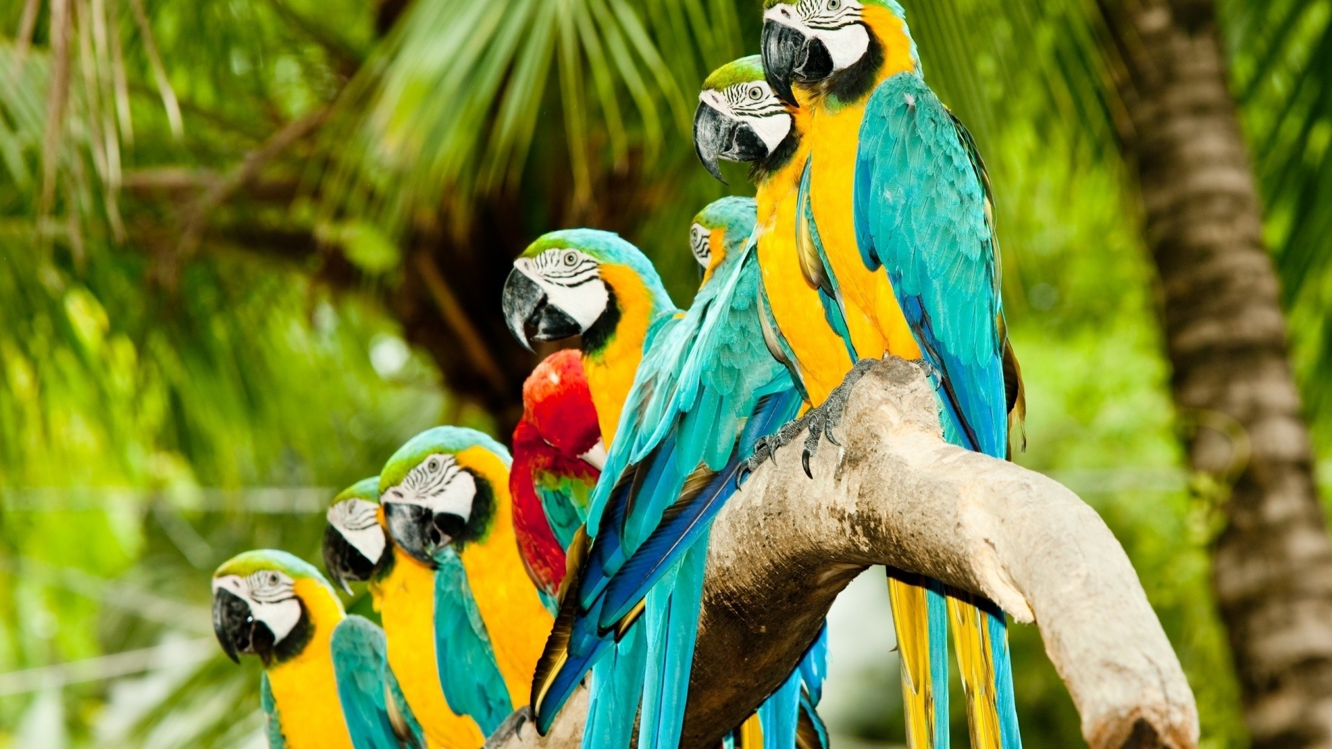 Ara gialloblu, Ara macao, Pappagalli, Tropicale, 1920x1080, sfondo per PC
