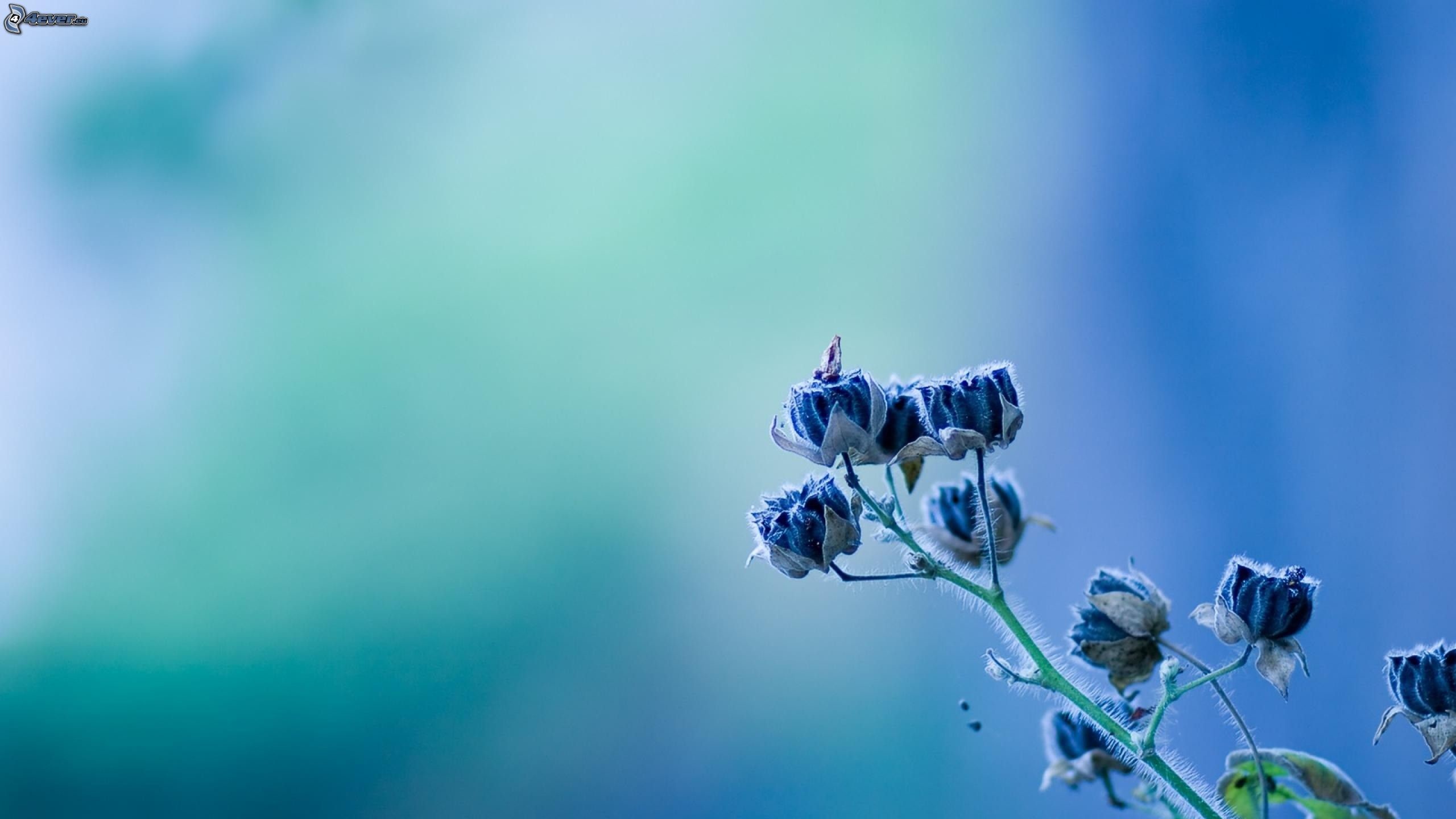 Fiori blu, Sfocato, Azzurro, 2K 1440p, sfondo desktop