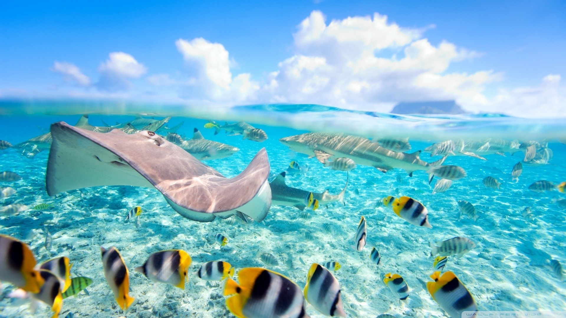 Bora Bora, Razza, Pesci tropicali, Vista semisommersa, 1920x1080, wallpaper desktop