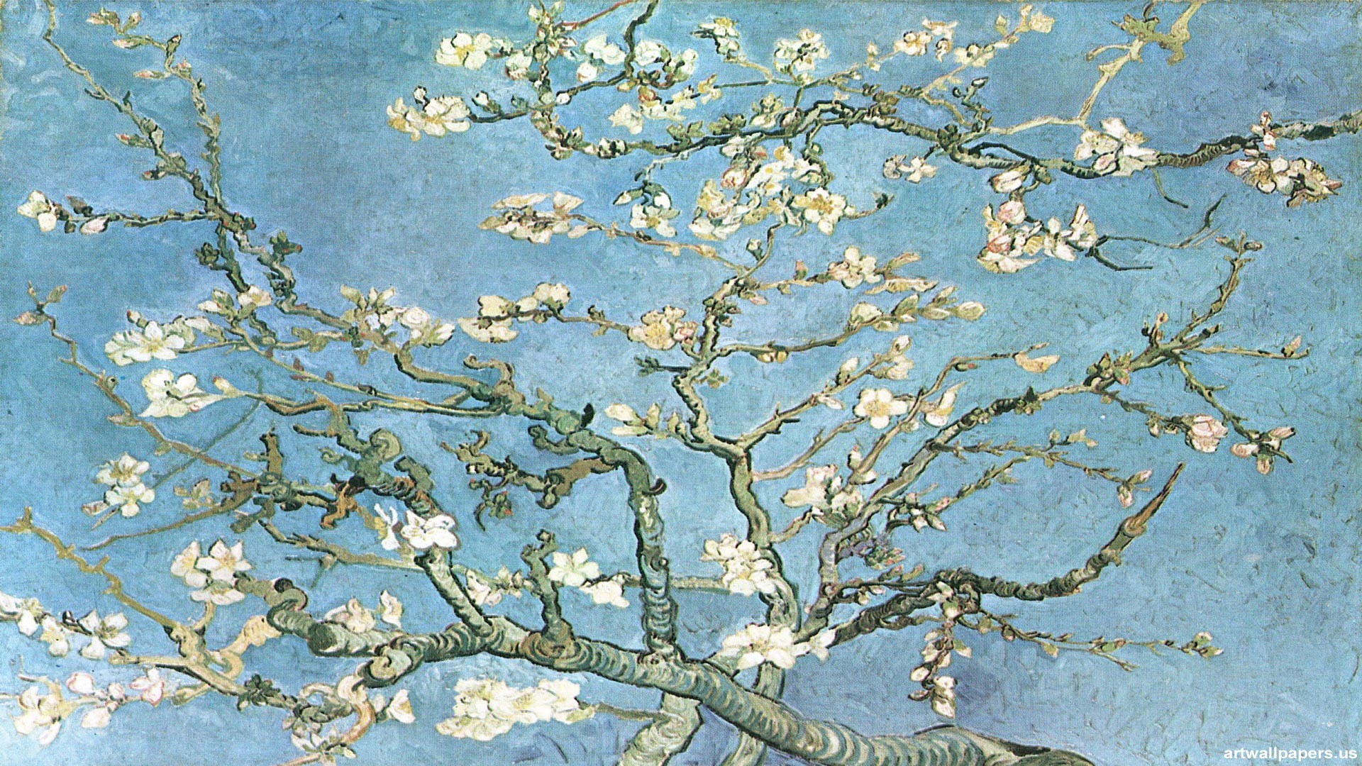 Ramo di mandorlo fiorito, Vincent van Gogh, Fiori bianchi, 1920x1080, immagine di sfondo