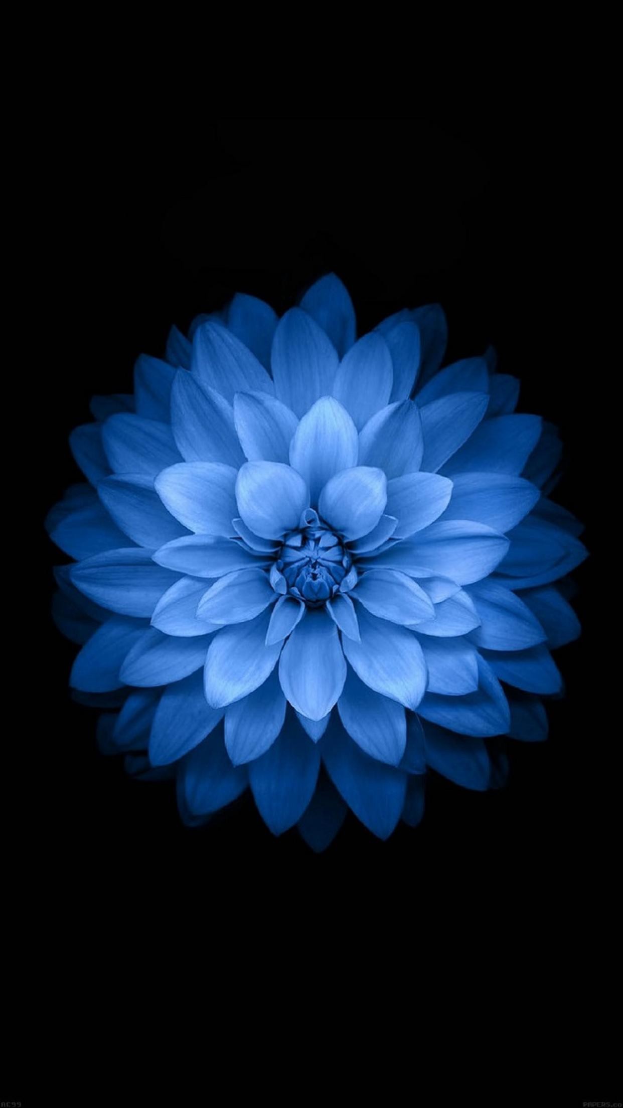 iOS 8, Apple, Fiore blu, Dalia, Sfondo nero, 1242x2208, schermata di blocco iPhone
