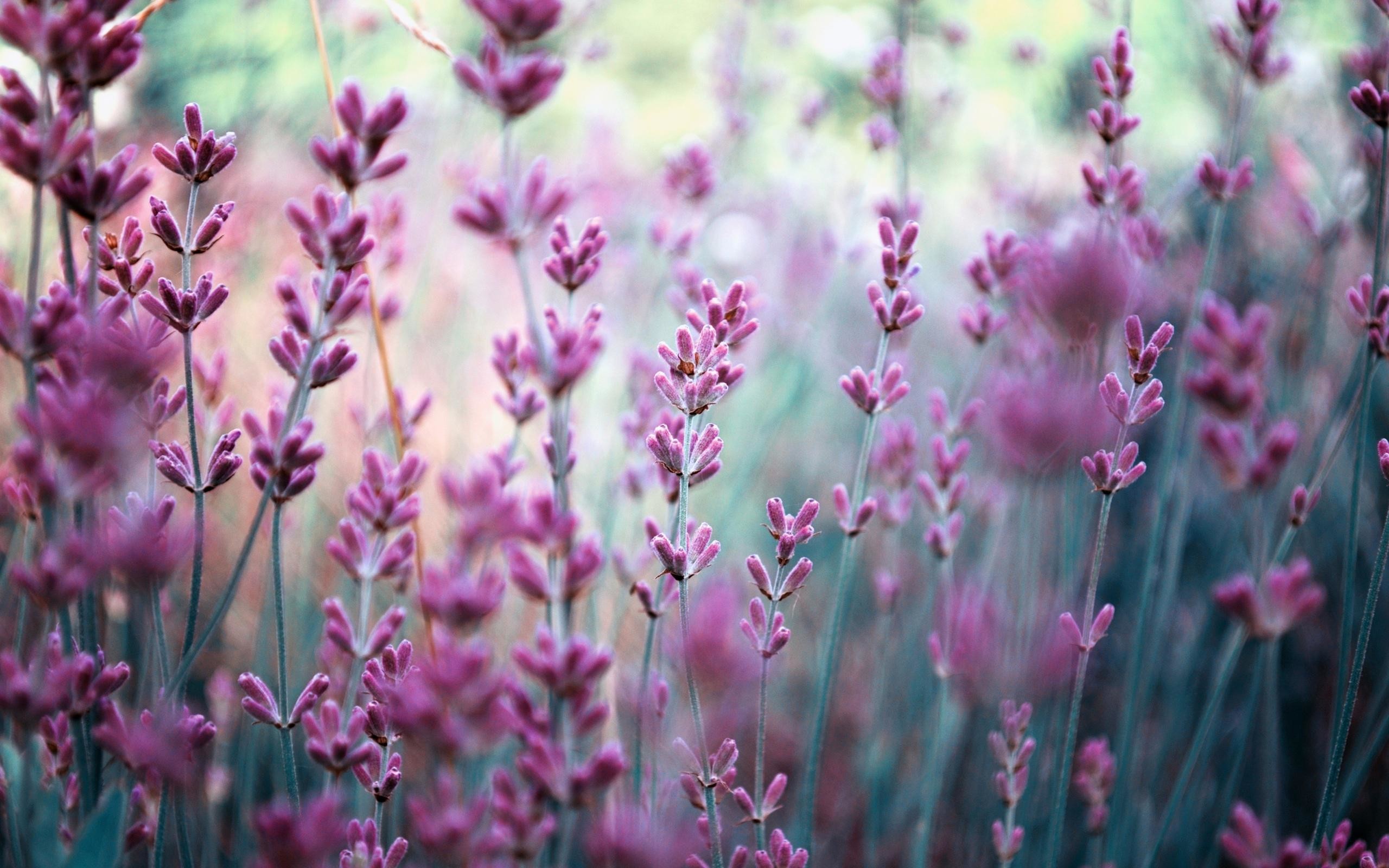 Lavanda, Bokeh, Viola, 2K, wallpaper per desktop