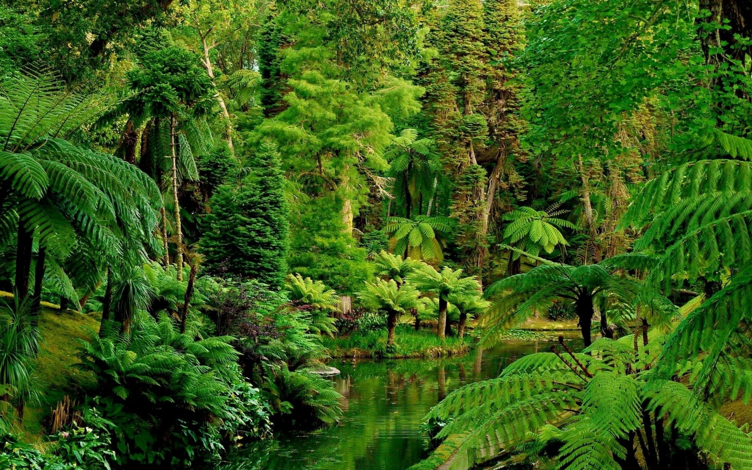 Foresta pluviale, Felci arboree, Laghetto, Giungla, 2560x1600, sfondo MacBook Pro
