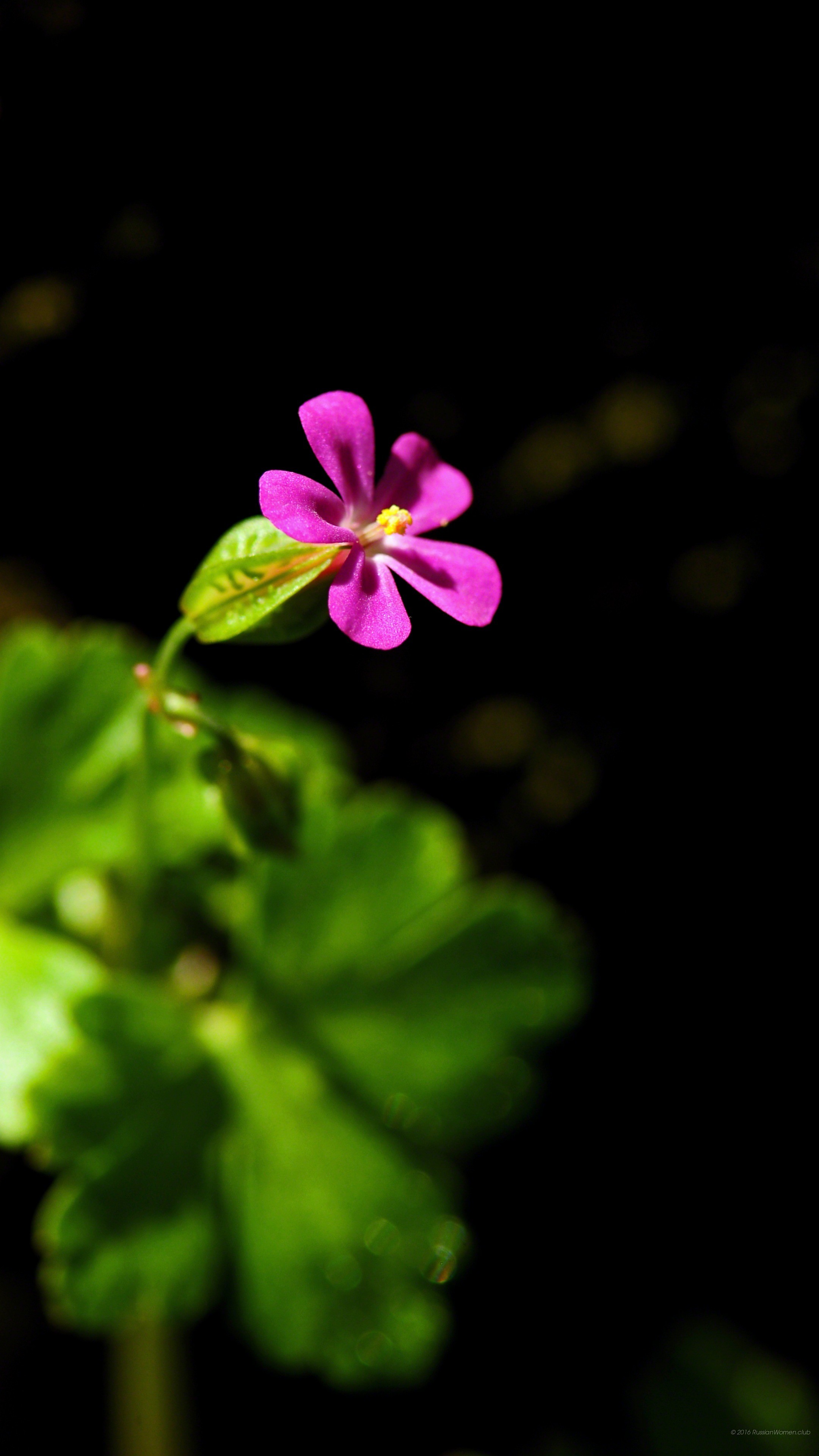 Fiore rosa, Geranio selvatico, Sfondo nero, QHD+, wallpaper per smartphone