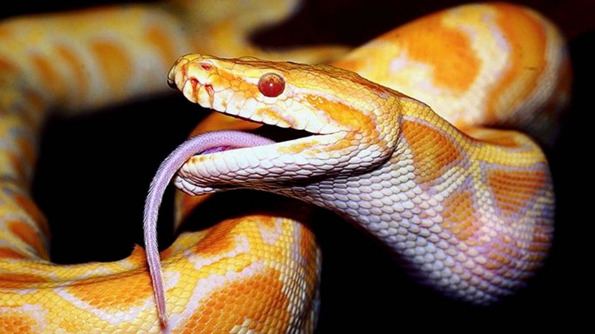 Pitone albino, Lingua biforcuta, Giallo, Squame, 1920x1080, sfondo per PC