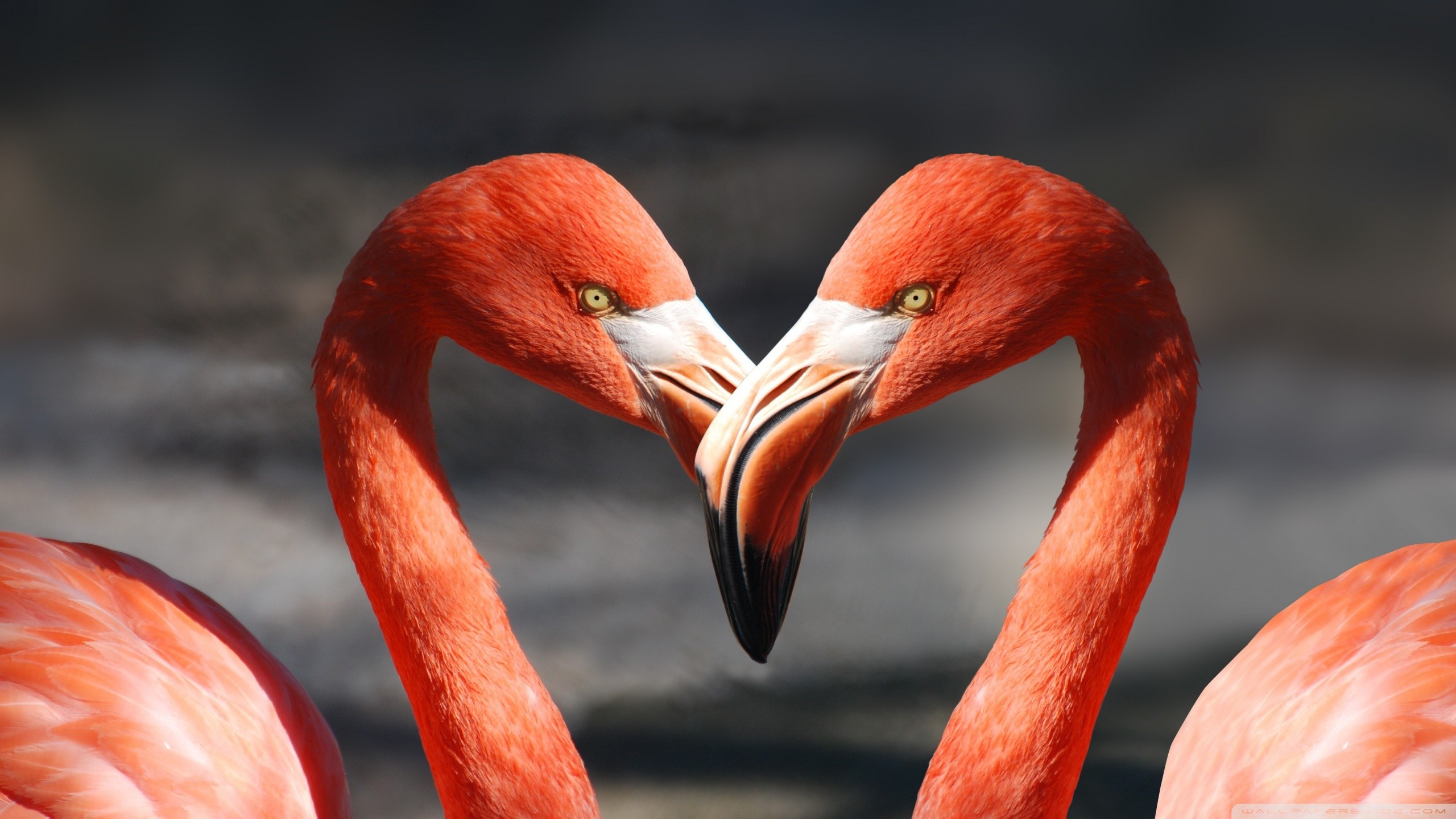Fenicotteri, Cuore, Coppia, Primo piano, 2K, sfondo per PC e portatile