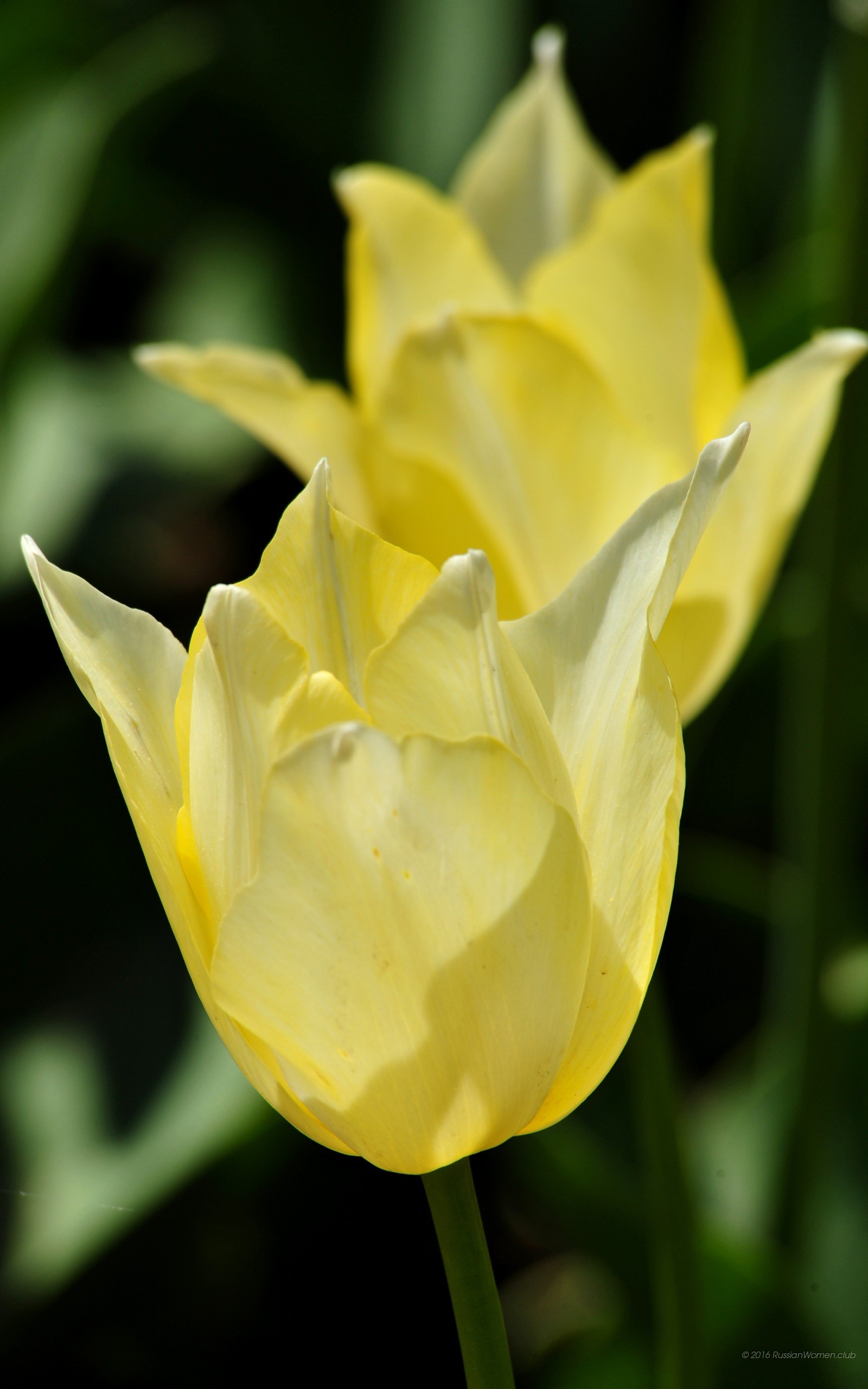 Tulipani gialli, Fiori, sfondo QHD+ per cellulare
