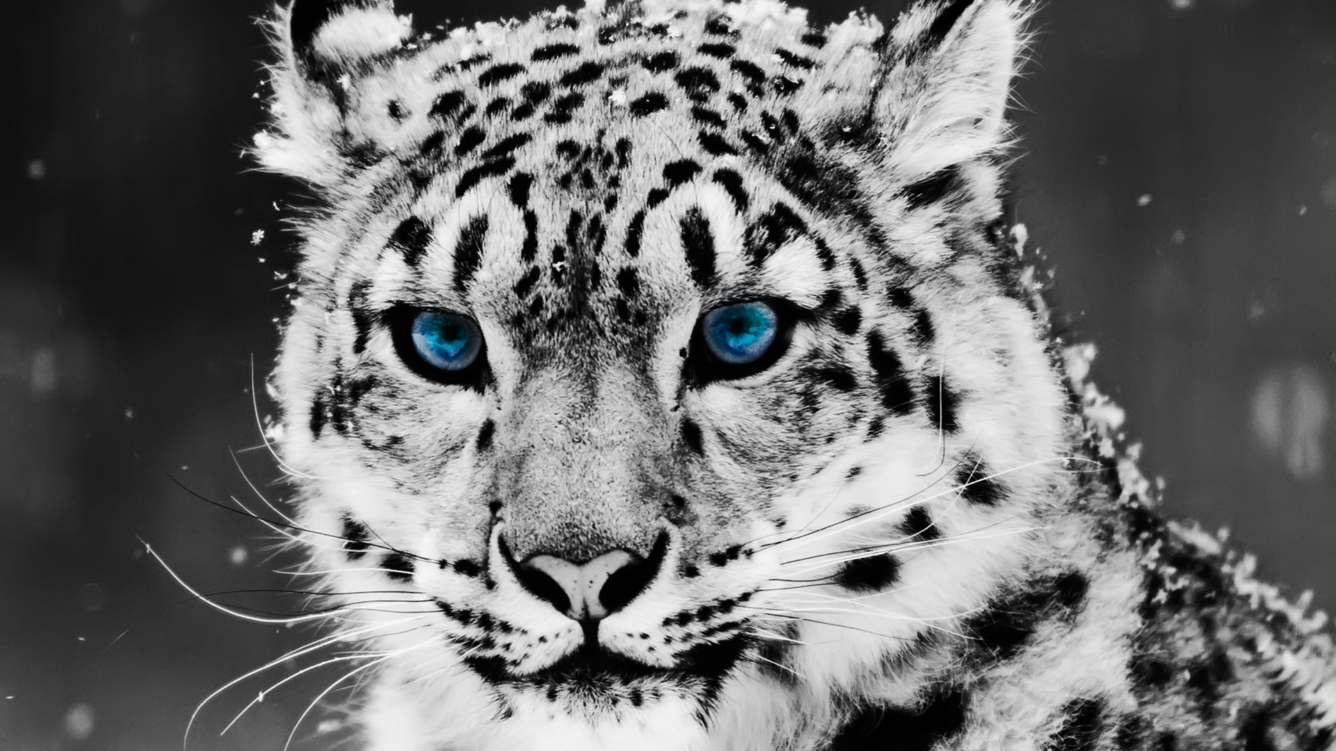 Leopardo delle nevi, Occhi azzurri, Bianco e nero, Felino, 16:9 Full HD, wallpaper widescreen