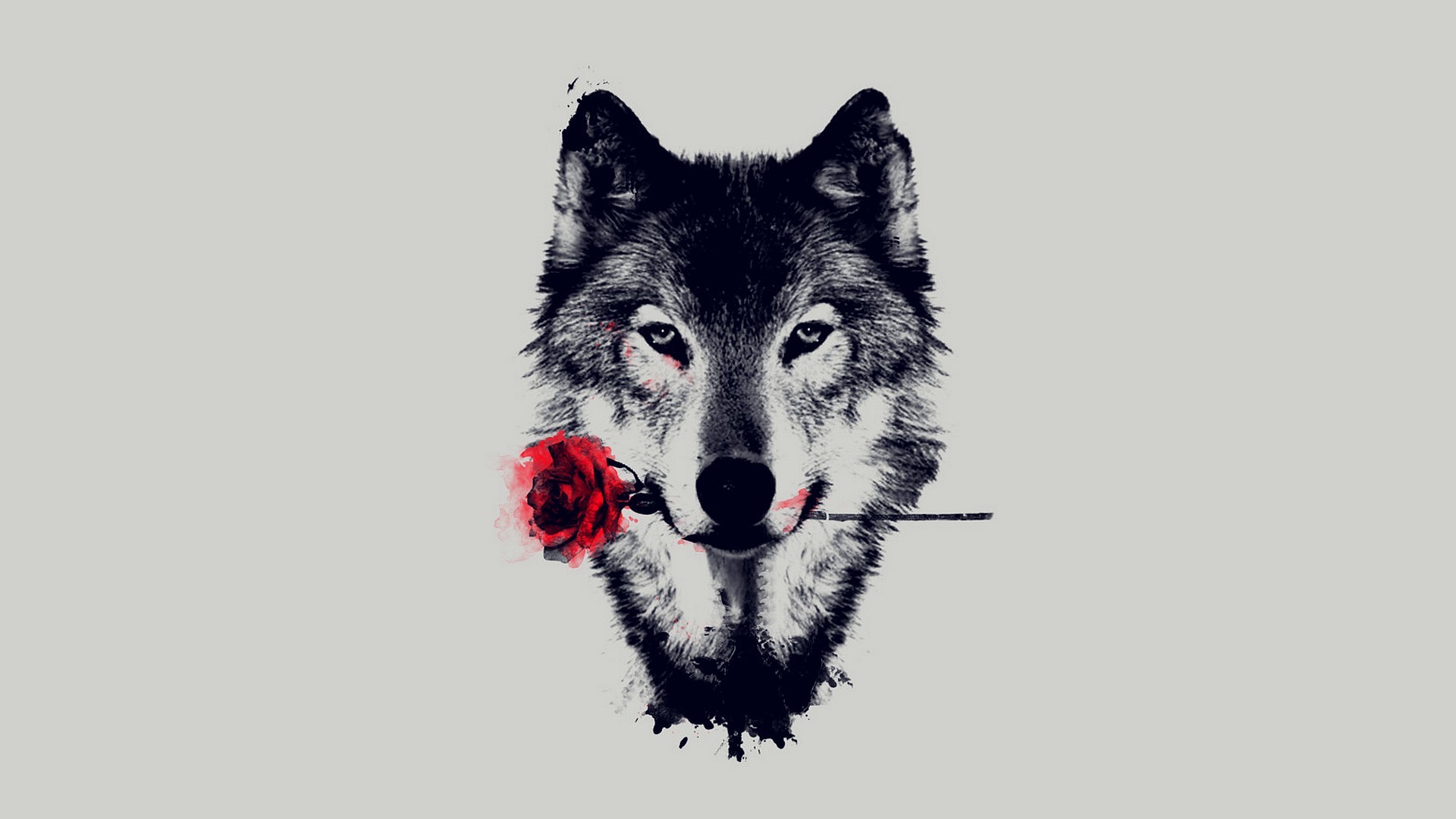 Lupo, Rosa rossa, Illustrazione, Bianco e nero, Minimalismo, Full HD, sfondo per portatile