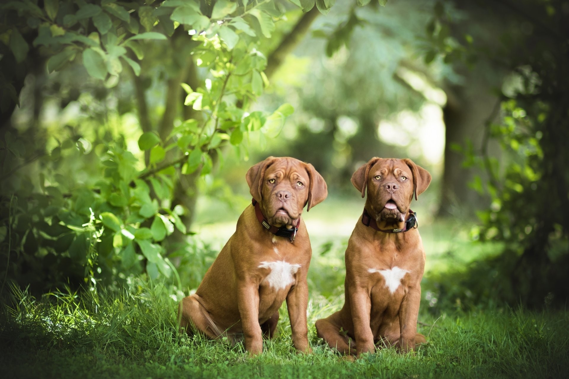 Dogue de Bordeaux, Cani, Bosco, Prato, Full HD, sfondo Windows 11