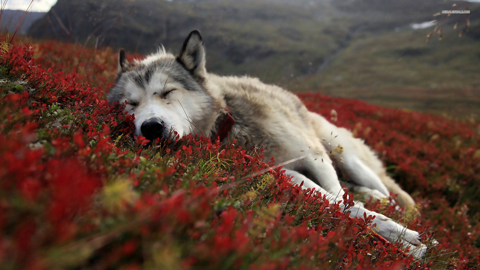 Lupo, Riposo, Prato rosso, Natura, Full HD, sfondo per PC e portatile
