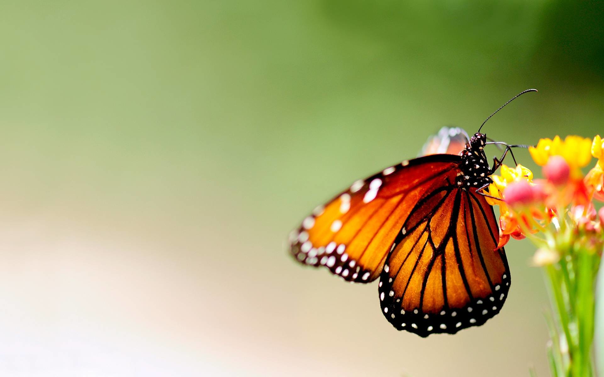 Monarca, Farfalla, Fiori, Bokeh, Full HD, sfondo per PC e portatile