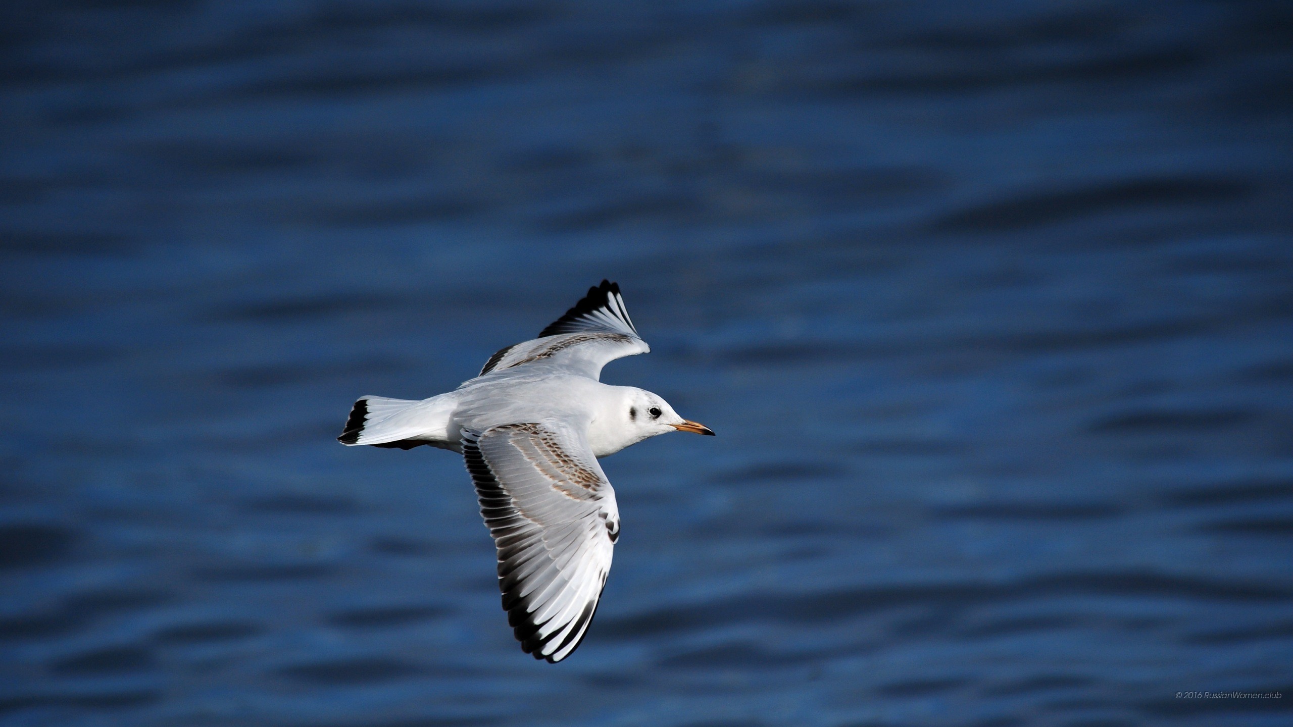 Gabbiano, Volo, Mare blu, Uccello marino, 2560x1440, sfondo per PC