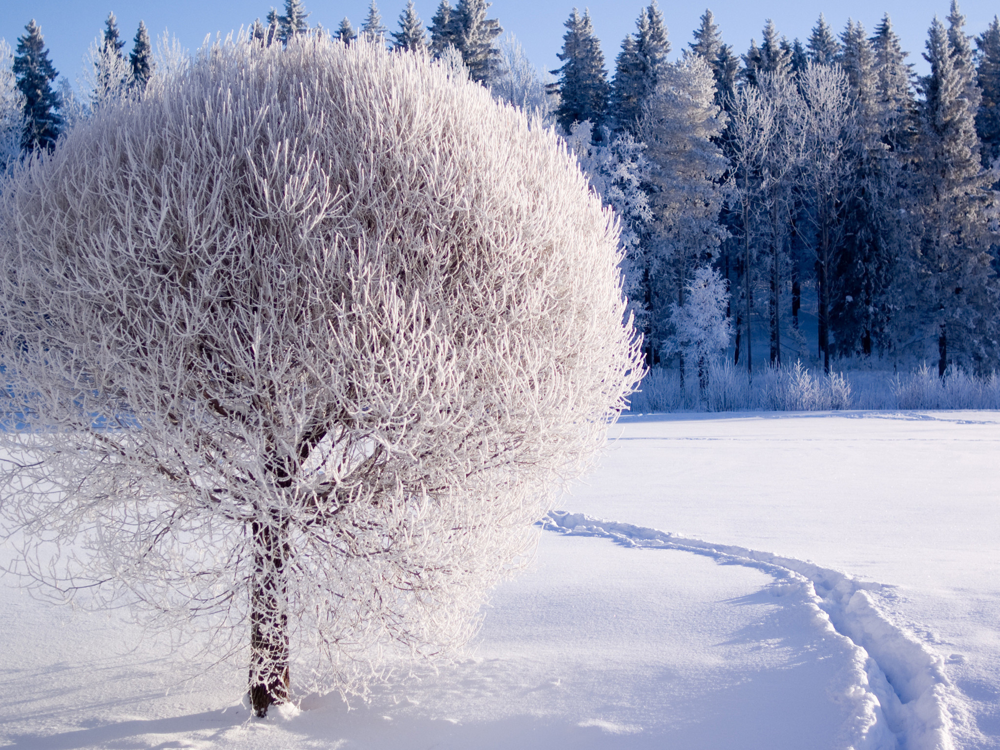 Albero con galaverna, Impronte nella neve, Bosco, Neve, Full HD, schermata di blocco iPad
