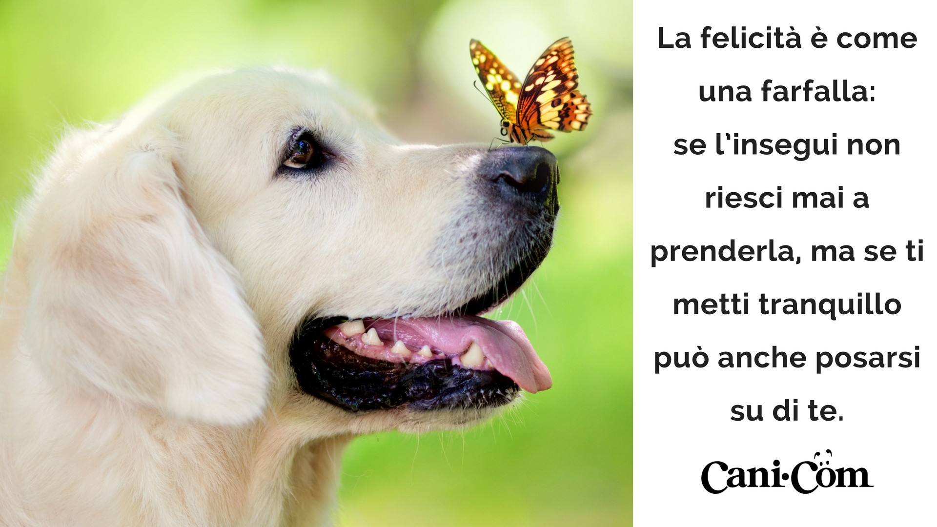 Farfalla, Golden retriever, Cane, Citazione, Full HD, sfondo per portatile
