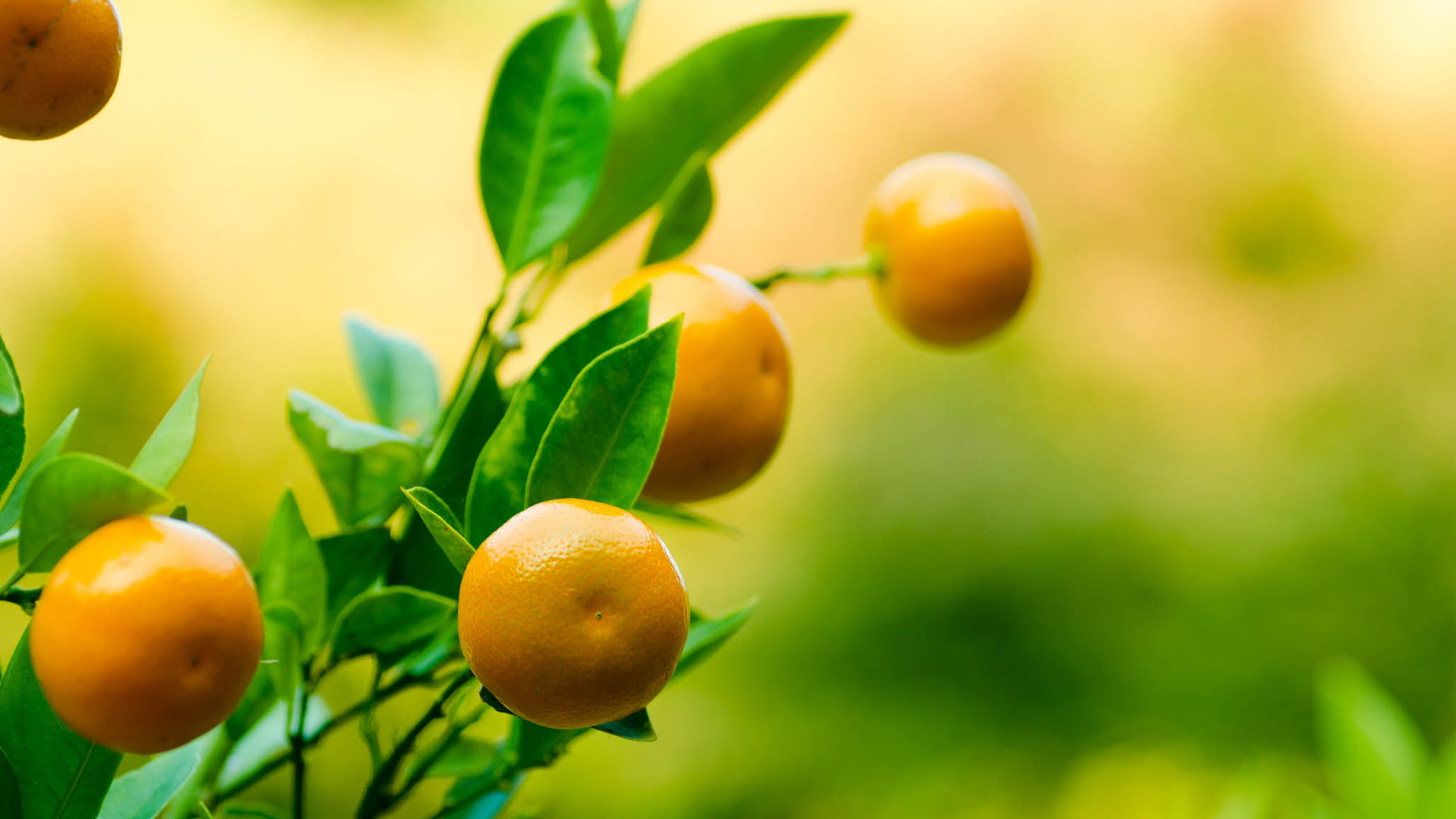 Arance, Albero di arancio, Frutti, Bokeh, Full HD, sfondo desktop