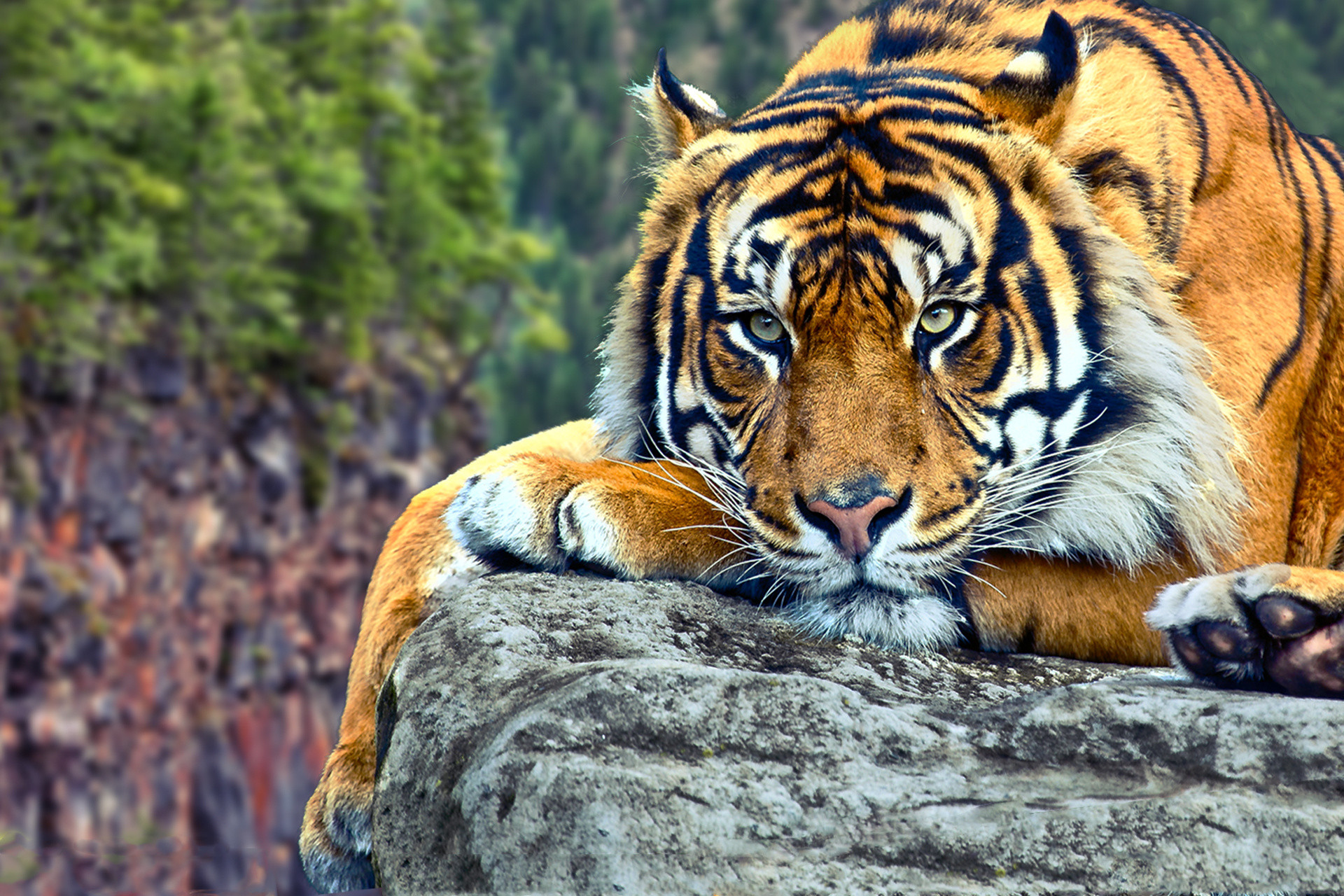 Tigre, Roccia, Sguardo, Felino, Full HD, sfondo per portatile