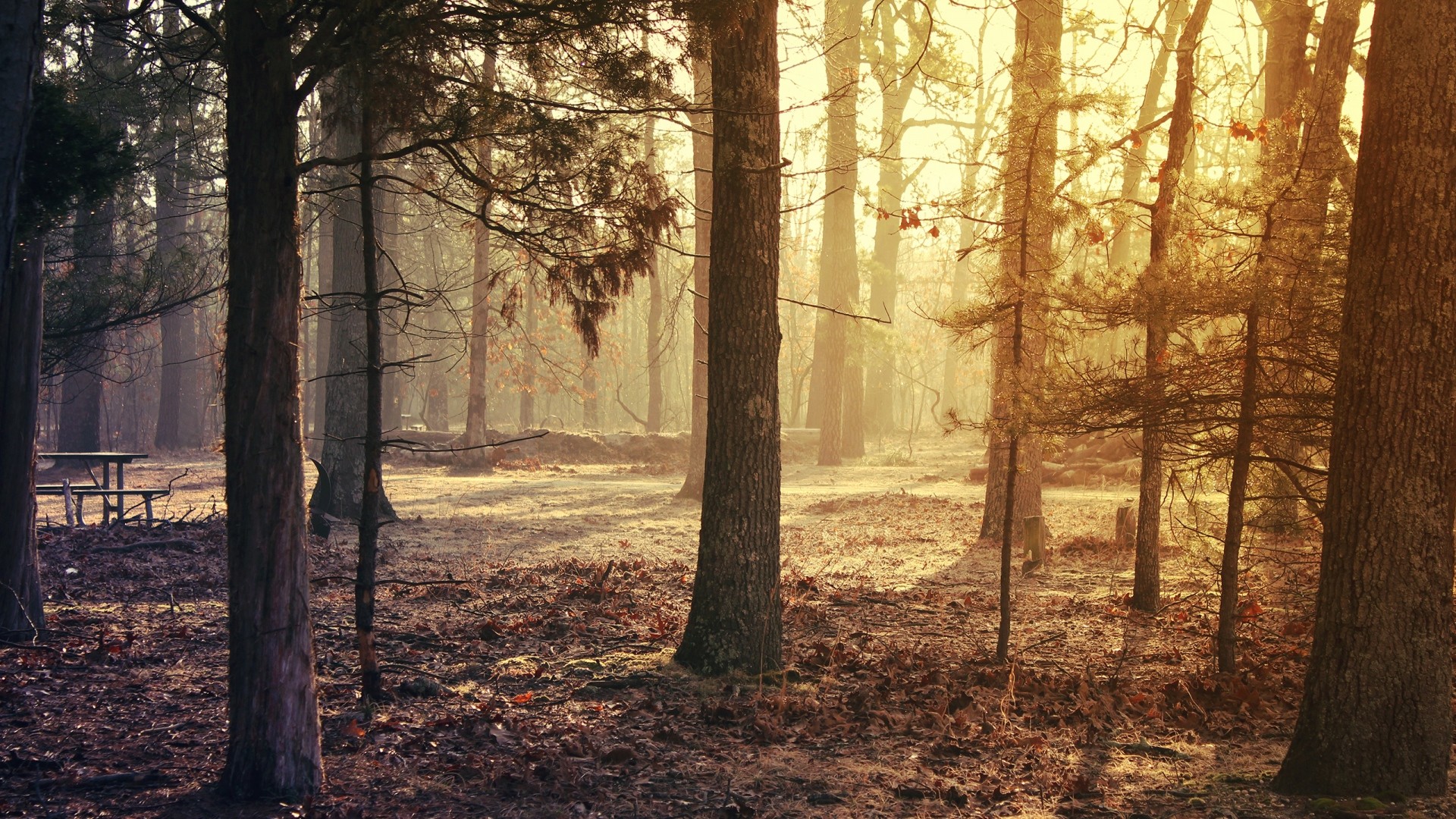 Bosco, Luce dorata, Autunno, Foglie secche, 1920x1080, immagine di sfondo