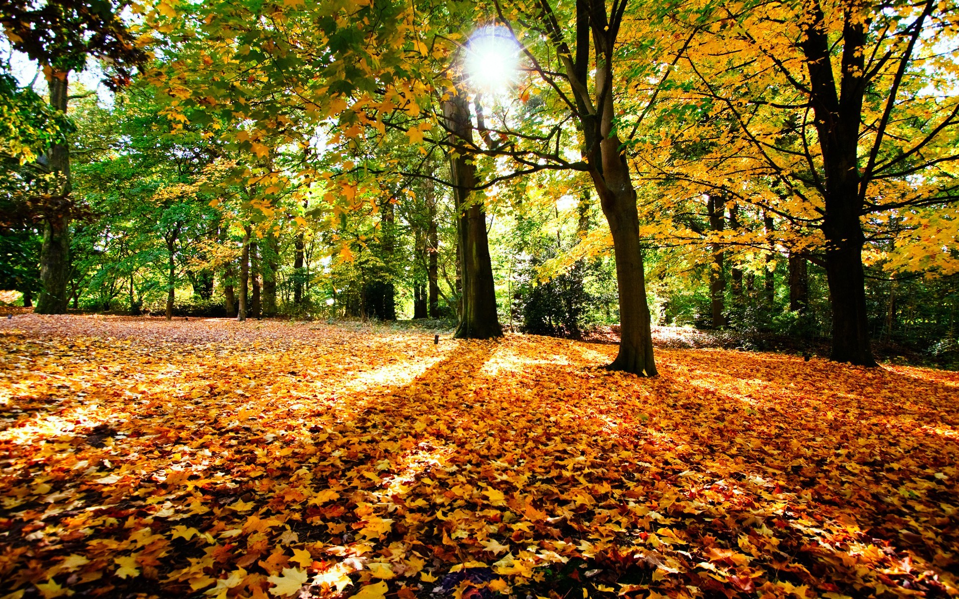 Parco, Foglie cadute, Alberi, Sole, Autunno, sfondo per desktop