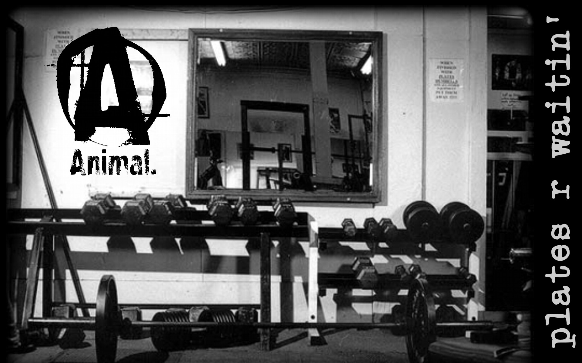 Animal, Plates r waitin', Palestra, Manubri, Bianco e nero, 1920x1200, sfondo MacBook Pro