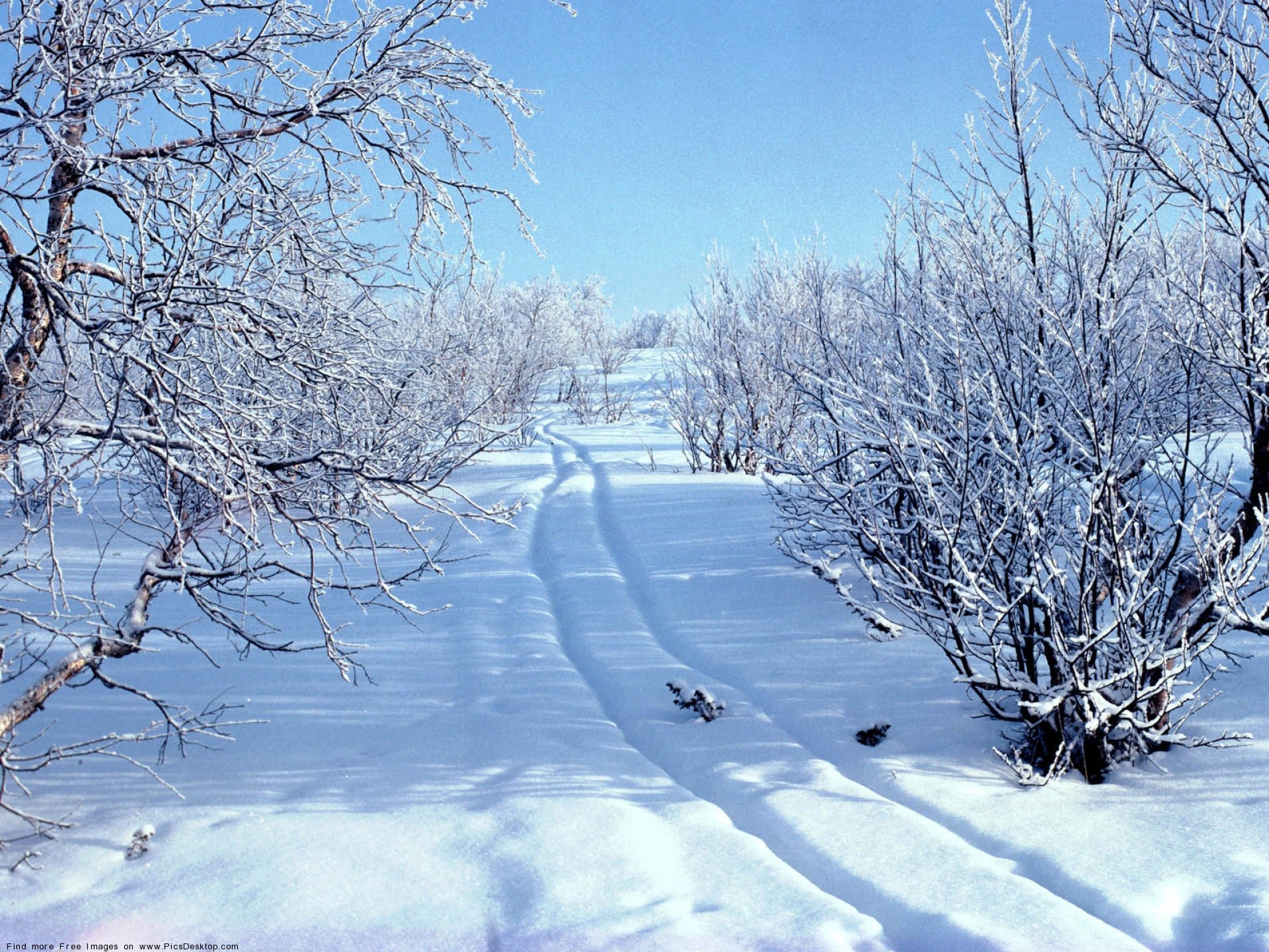 Alberi innevati, Sentiero, Cielo azzurro, Neve, Full HD, sfondo per iPad e tablet