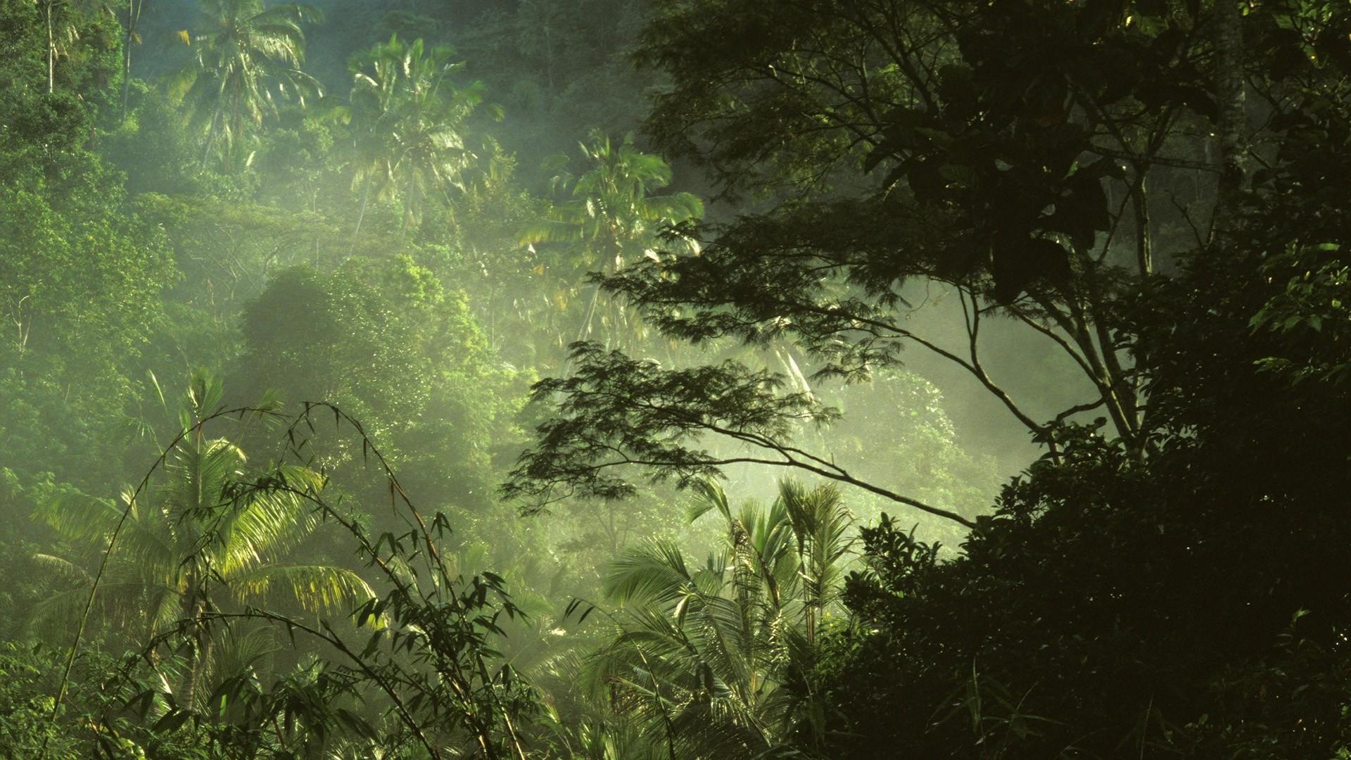 Giungla, Nebbia, Alberi, Foresta pluviale, Full HD, wallpaper per portatile