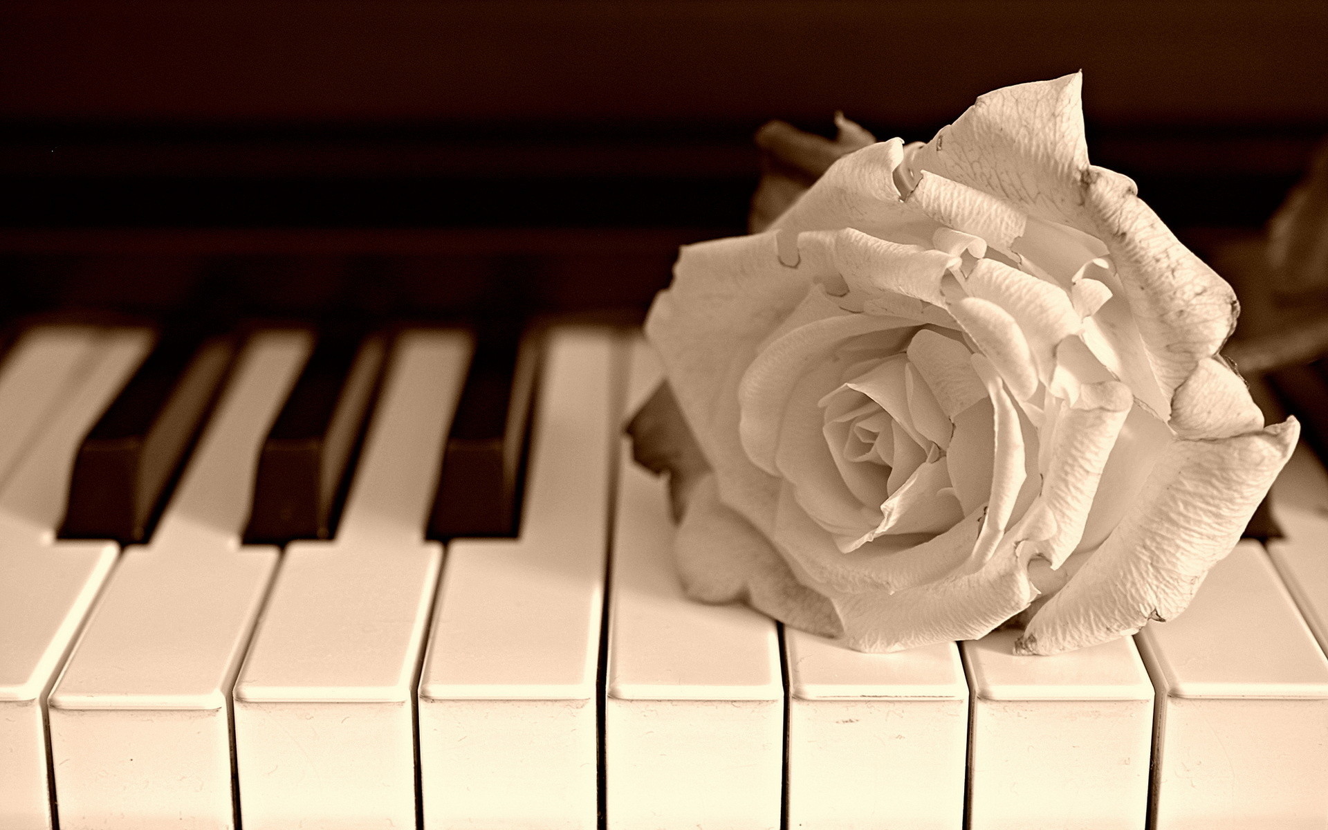 Pianoforte, Rosa bianca, Tasti, Seppia, 1920x1200, immagine di sfondo