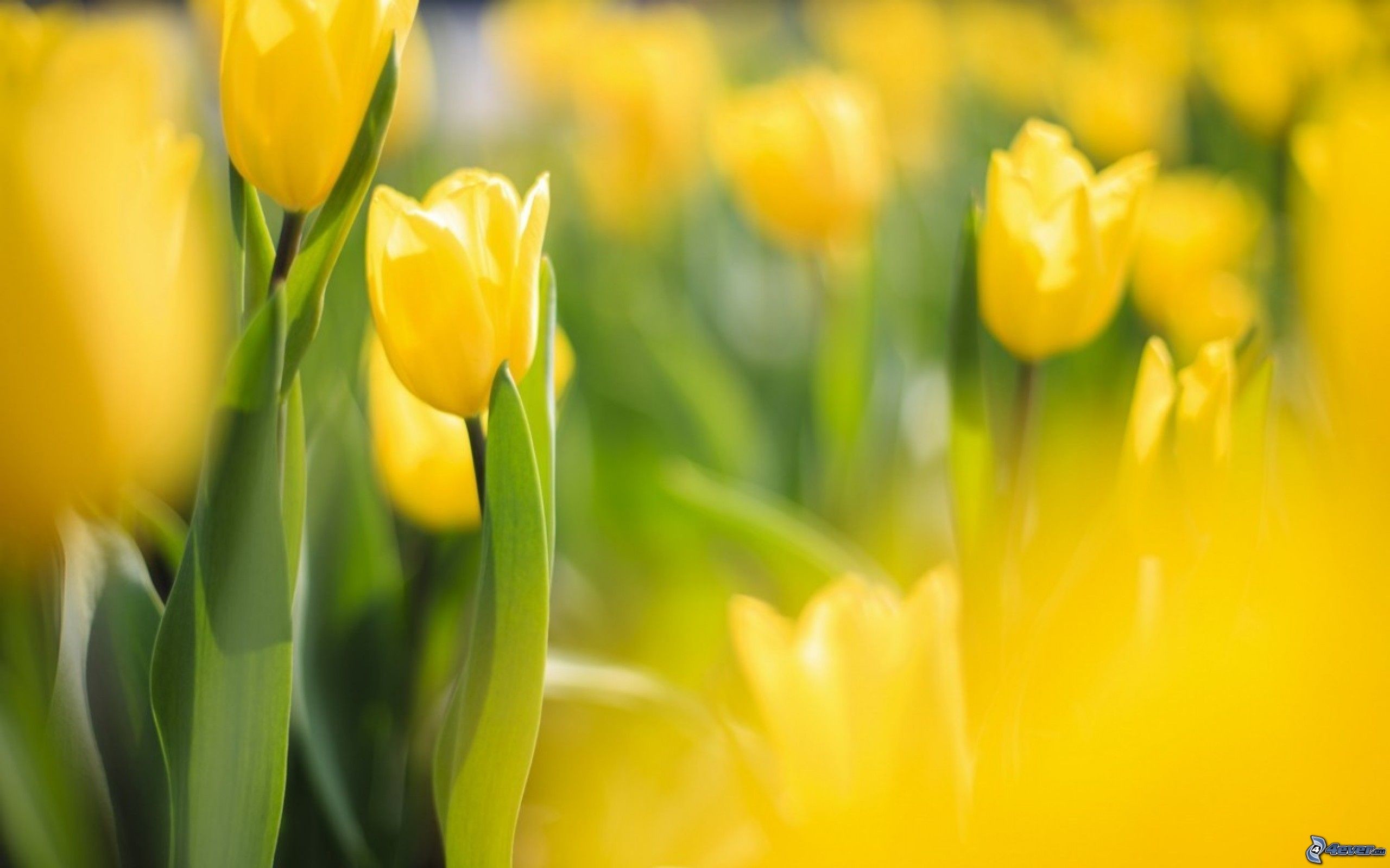 Tulipani gialli, Prato, Sfocato, Primavera, 2K, sfondo desktop
