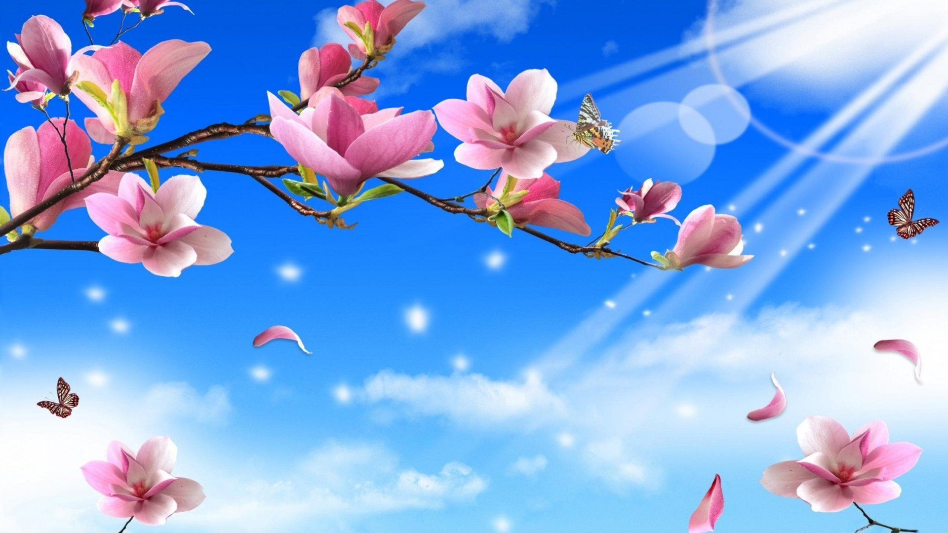 Farfalle, Fiori di magnolia, Cielo azzurro, Primavera, 1920x1080, sfondo per PC