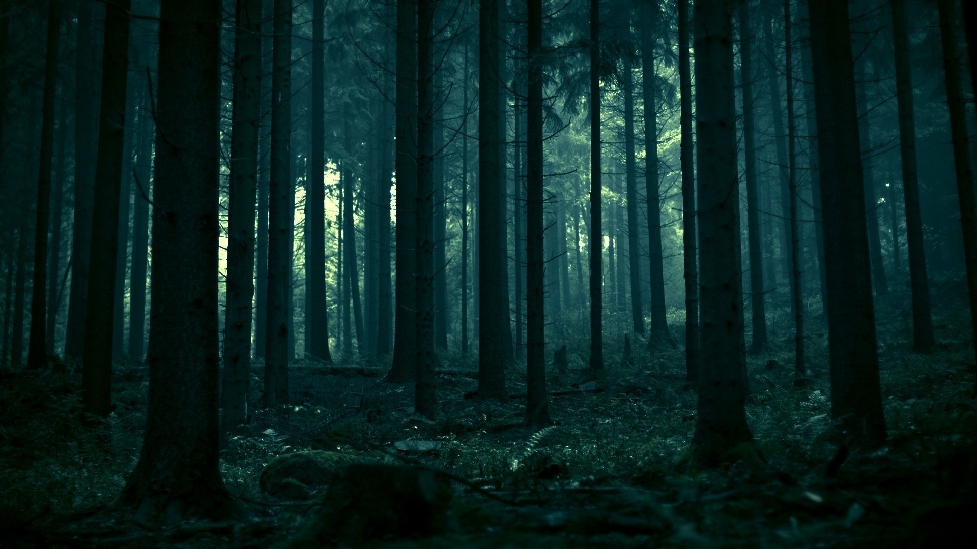 Foresta, Alberi, Verde scuro, Full HD, sfondo per PC
