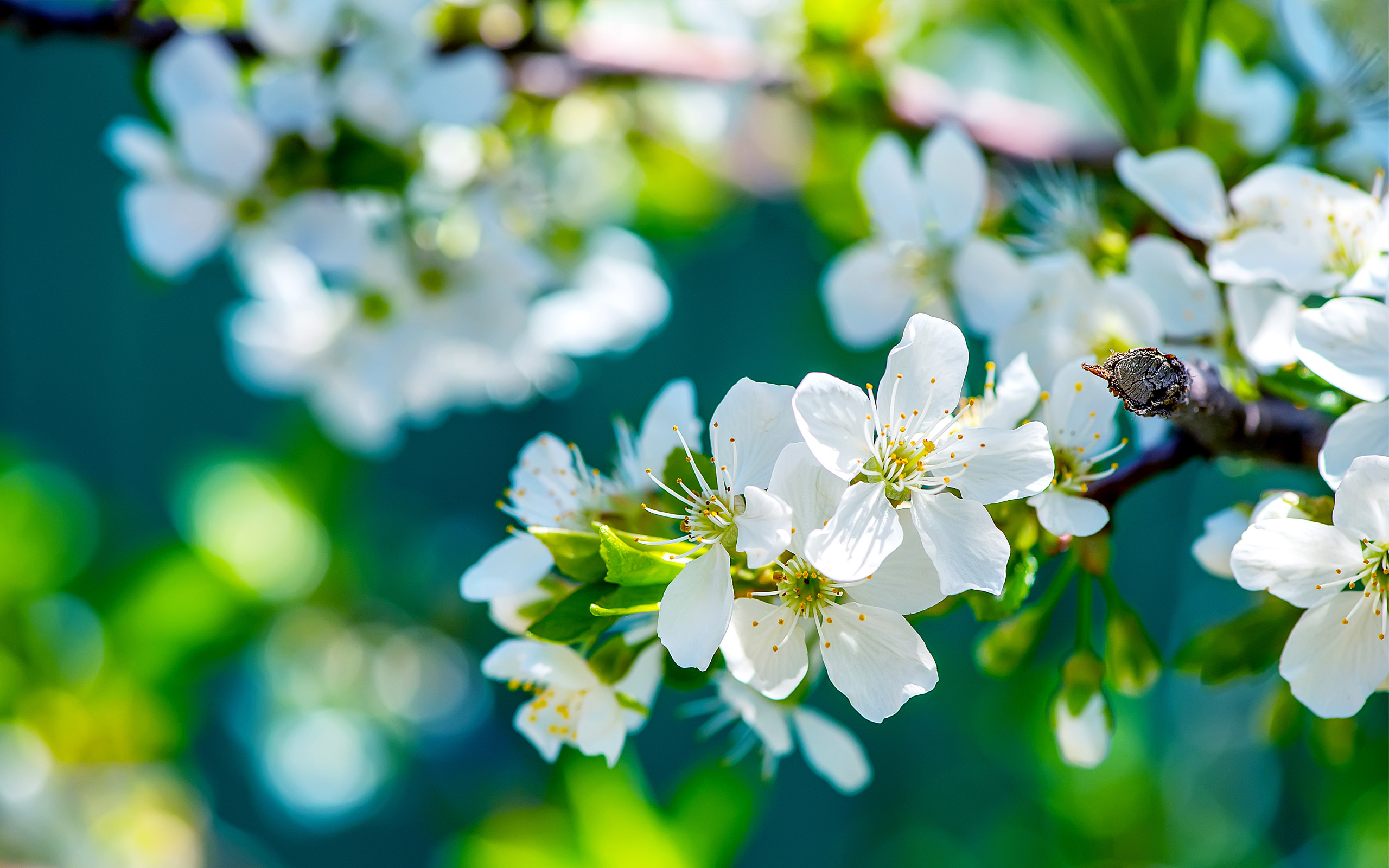 Fiori di ciliegio, Fiori bianchi, Primavera, Ramo, 2K 1600p, sfondo desktop