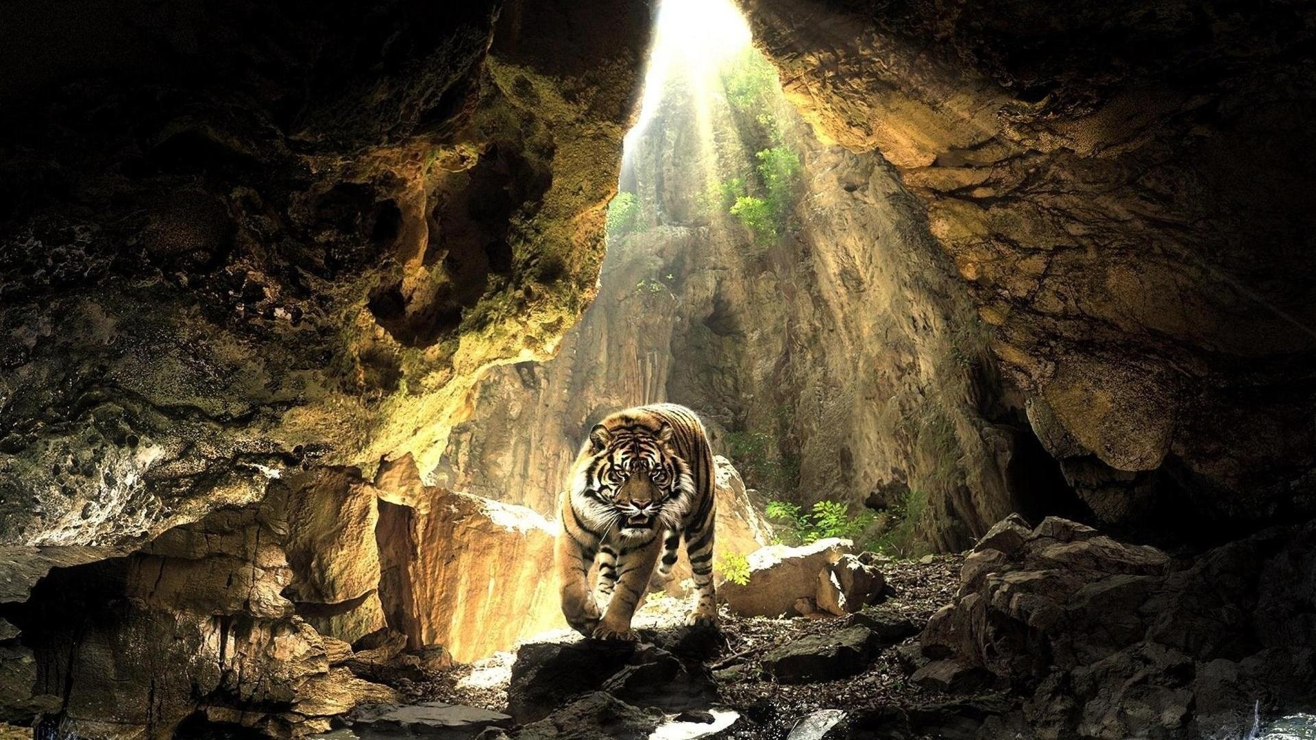 Tigre, Grotta, Raggi di luce, Rocce, Full HD 1080p, sfondo desktop