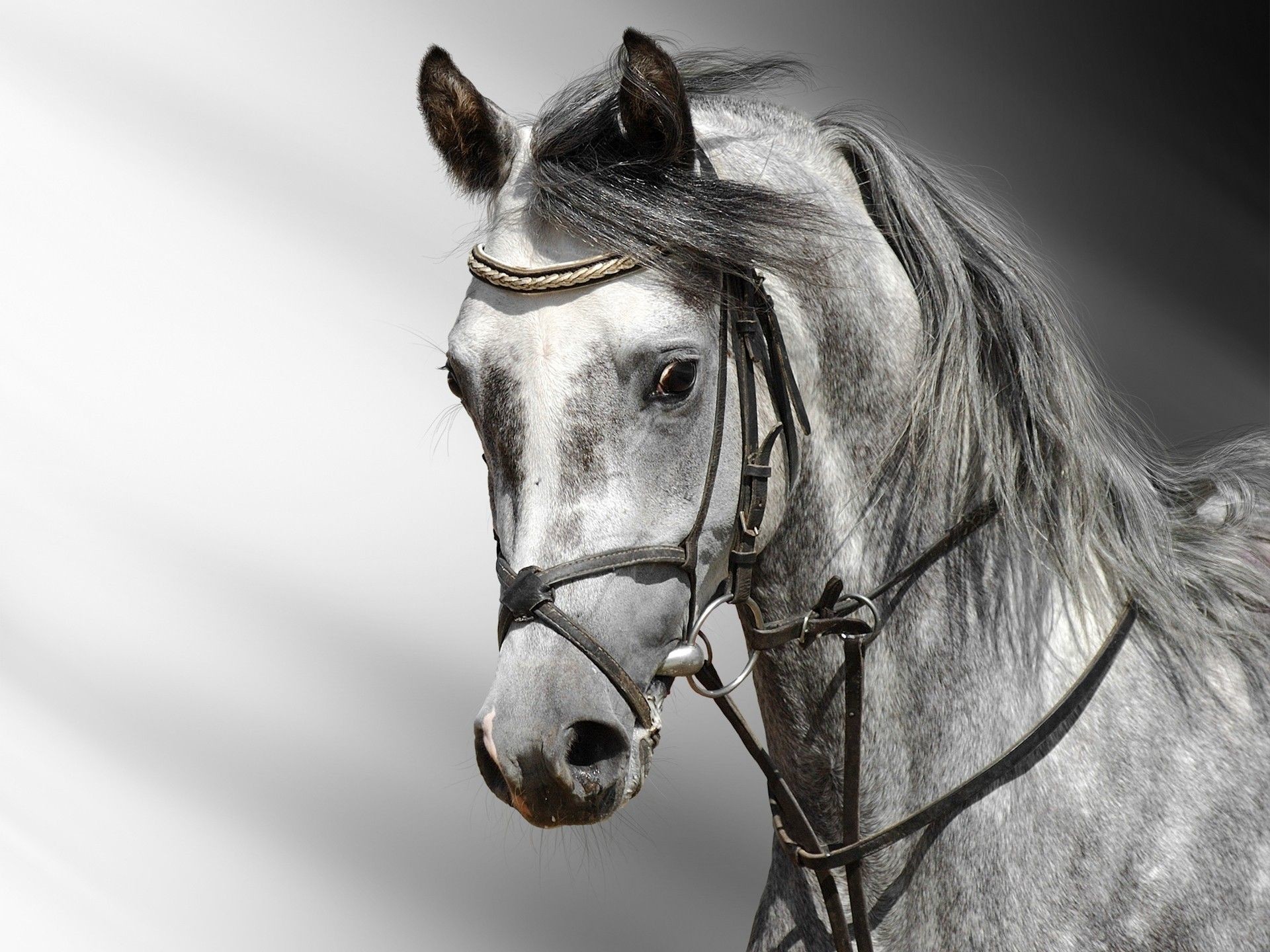 Cavallo grigio, Briglia, Ritratto, Bianco e nero, Full HD, sfondo per iPad e tablet