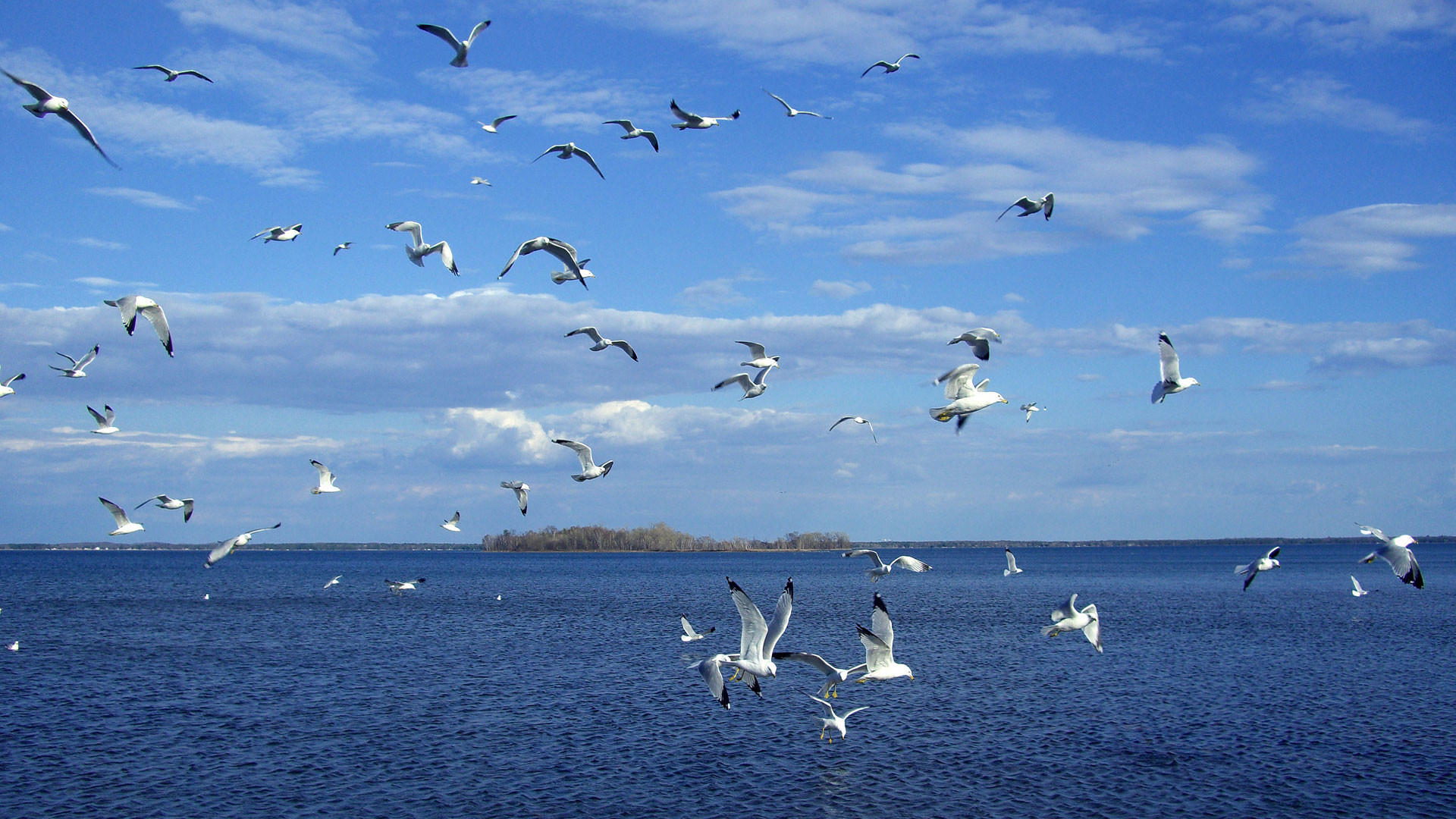 Gabbiani, Mare, Cielo, Volo di uccelli, Full HD, sfondo per portatile