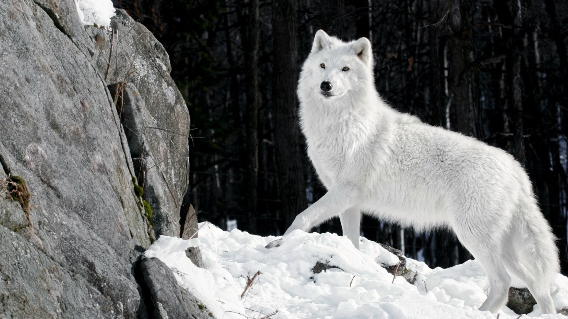 Lupo artico, Rocce, Neve, Foresta, Full HD, sfondo desktop