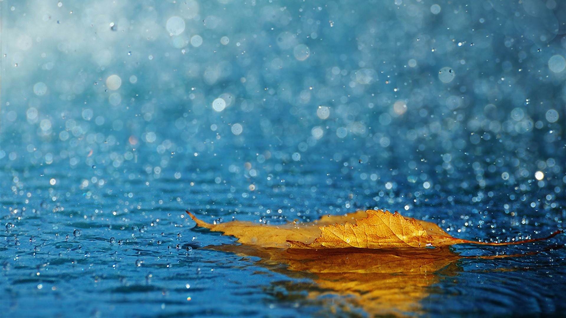 Foglia, Acqua, Bokeh, Blu, sfondo per desktop