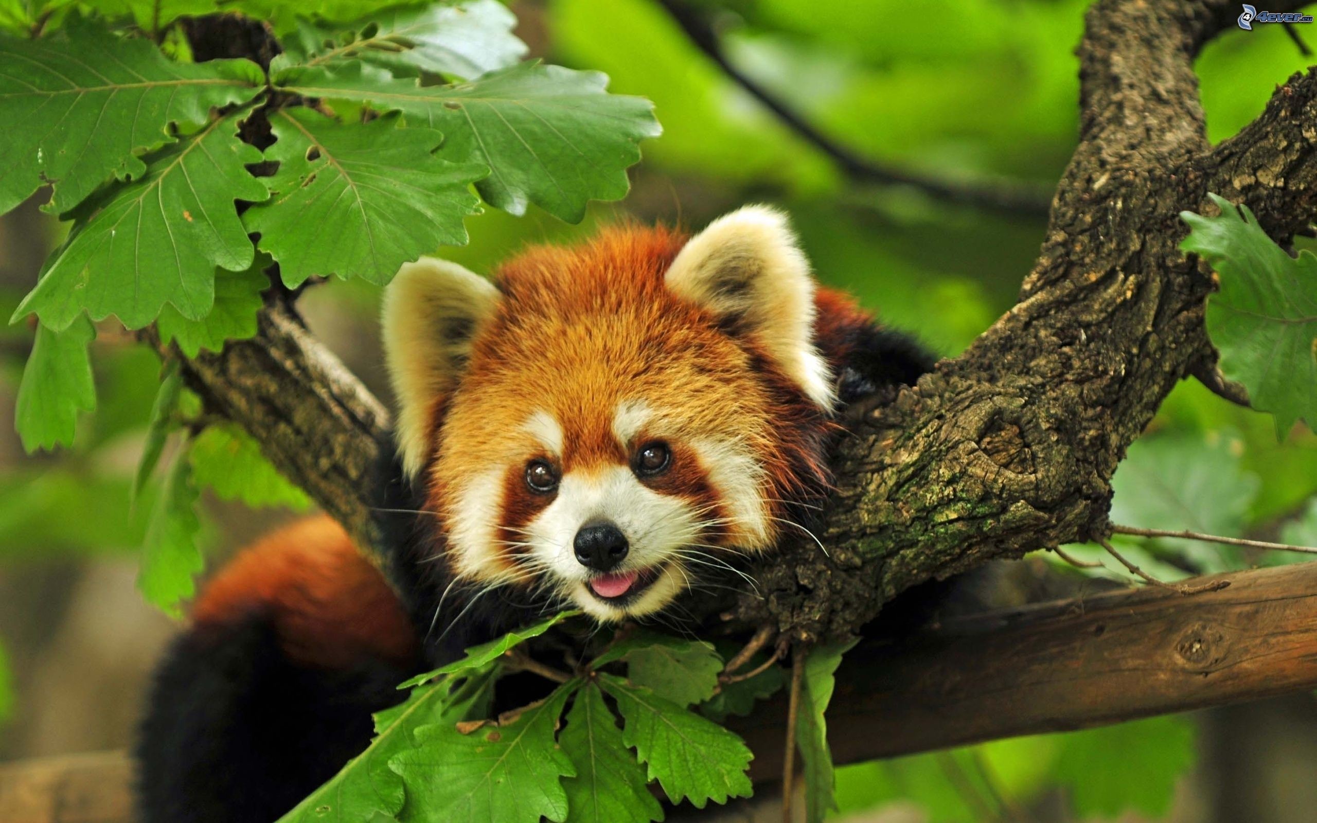 Panda rosso, Albero, Foglie verdi, 2K 1600p, sfondo desktop