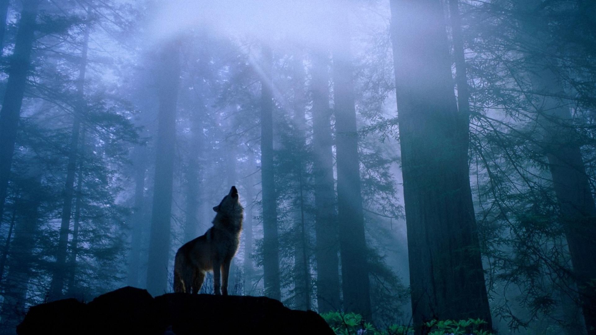 Lupo che ulula, Foresta, Nebbia, Blu, 16:9 Full HD, sfondo widescreen