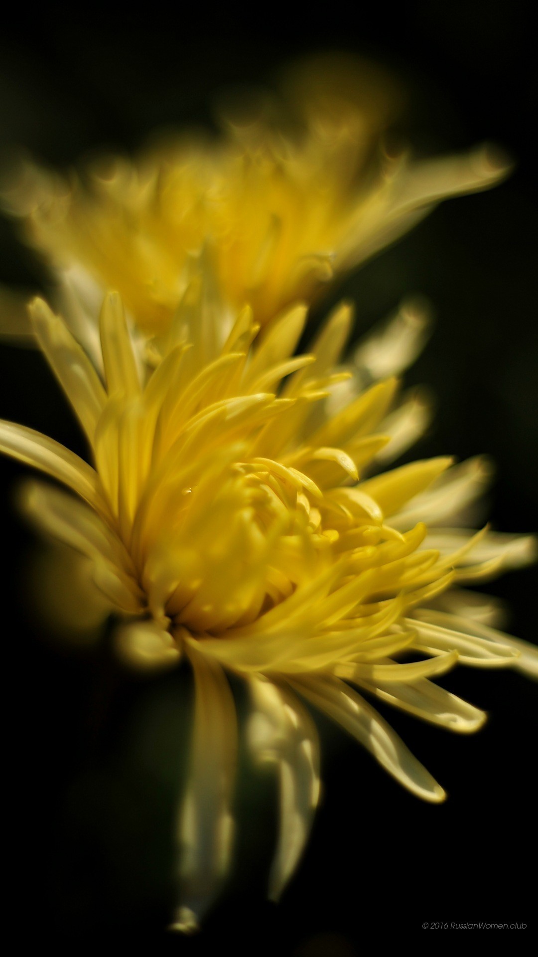 Crisantemo giallo, Fiore, Macro, Sfondo scuro, schermata Home Asus Zenfone 3