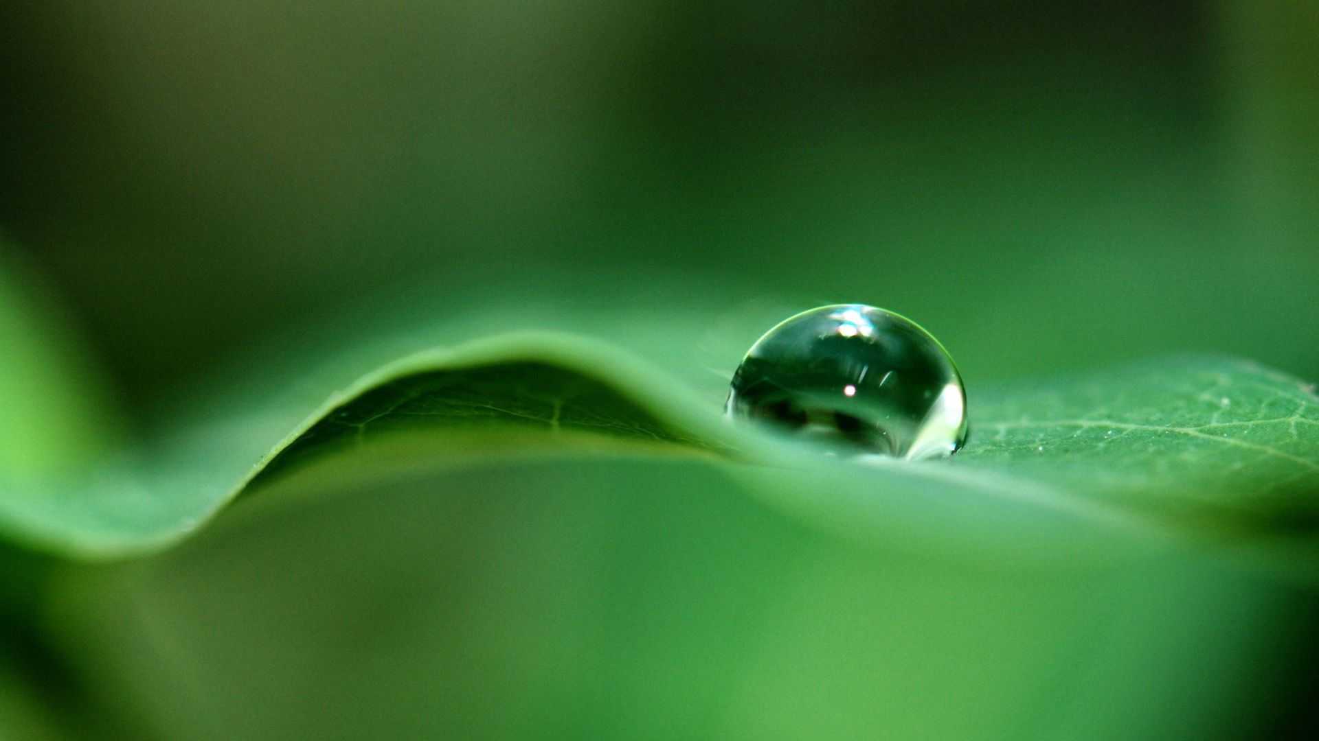 Goccia d'acqua, Foglia, Macro, Verde, 1920x1080, immagine di sfondo