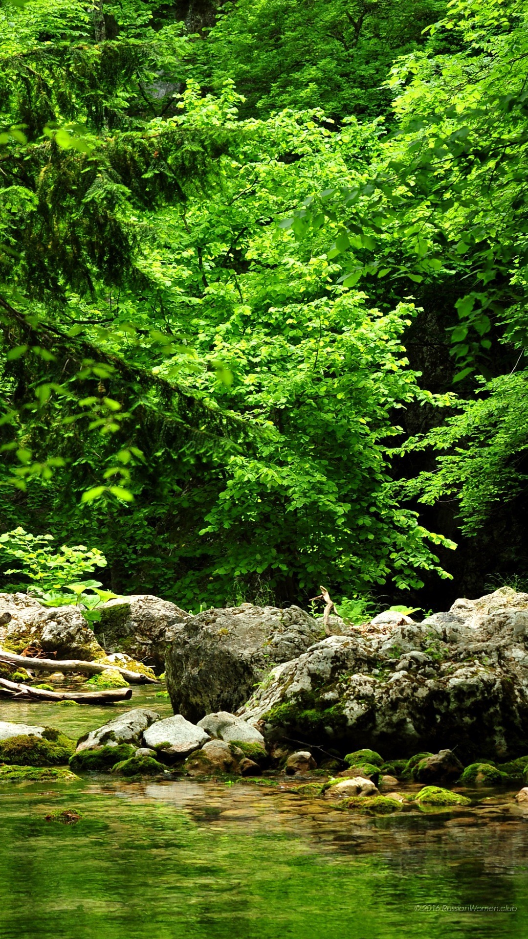 Foresta, Fiume, Rocce, Verde, Full HD, sfondo verticale per cellulare