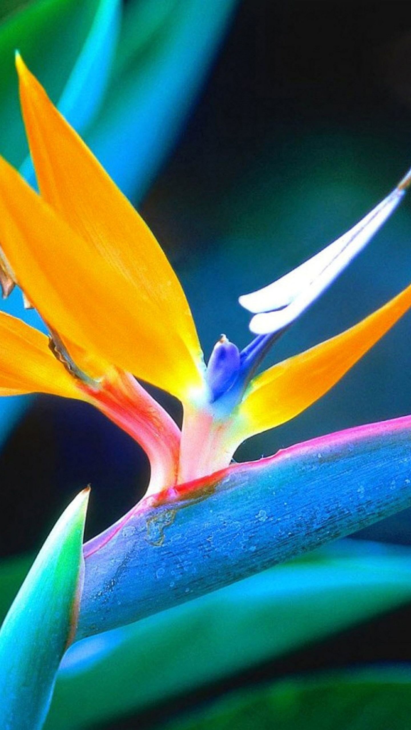 Strelitzia, Fiore uccello del paradiso, Colori vivaci, wallpaper Galaxy S6