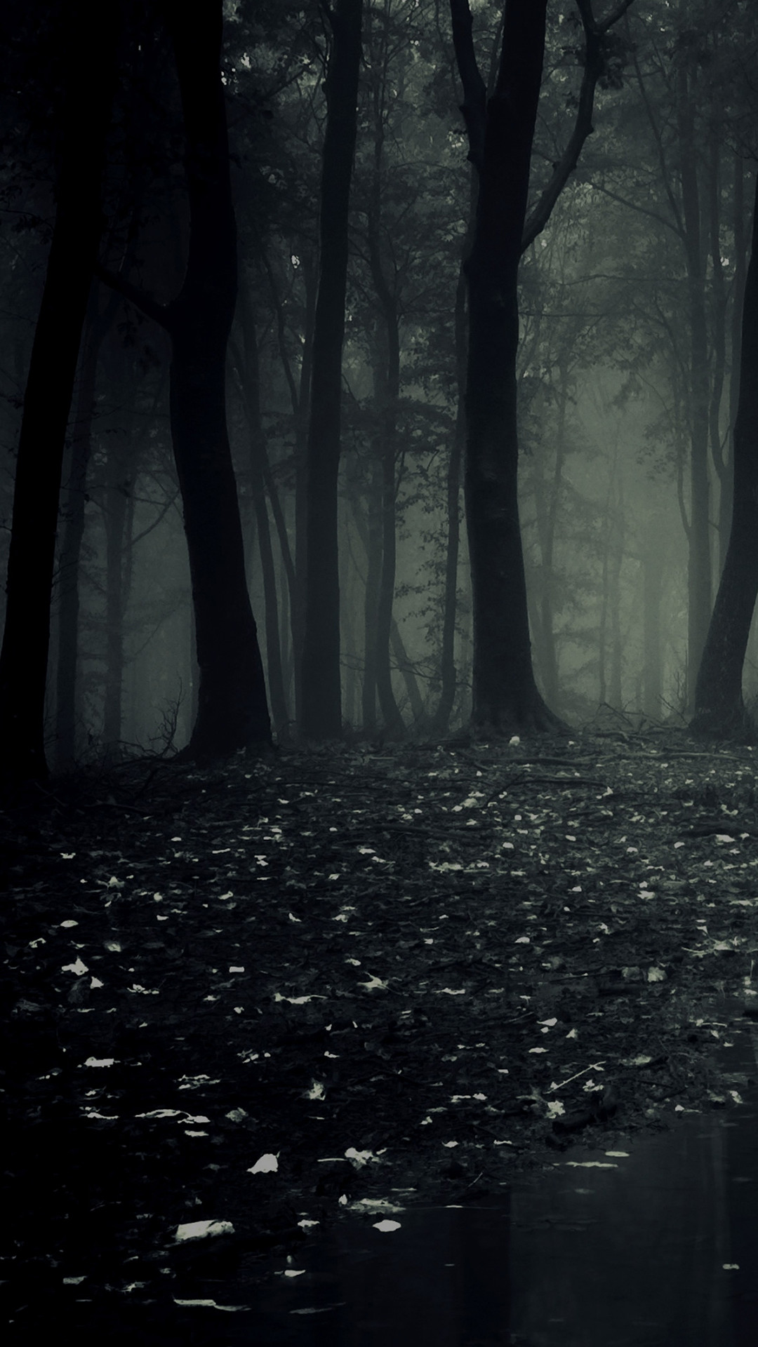 Bosco scuro, Pozzanghera, Foglie cadute, Nebbia, Full HD, schermata di blocco del cellulare