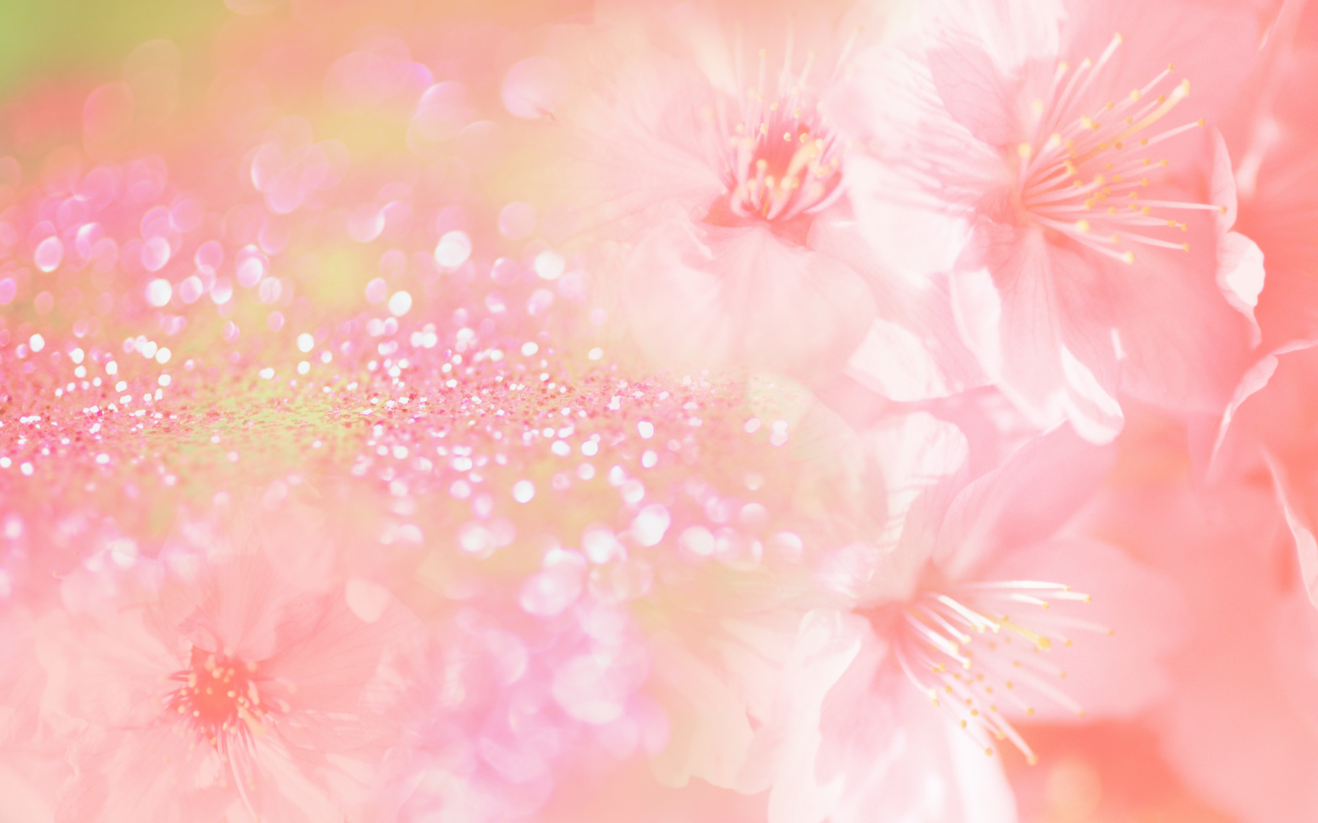 Fiori, Glitter, Rosa pesca, 16:10 Full HD, wallpaper widescreen