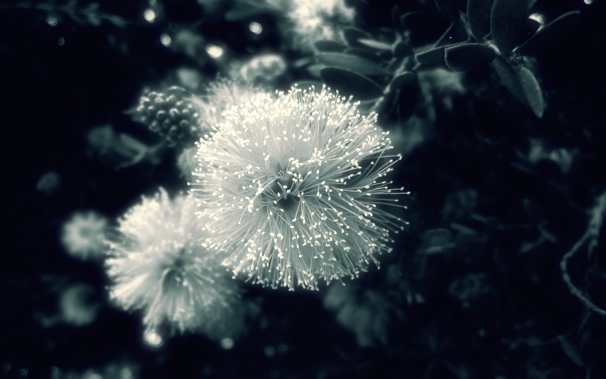 Fiori bianchi, Macro, Toni scuri, 2560x1600, immagine di sfondo
