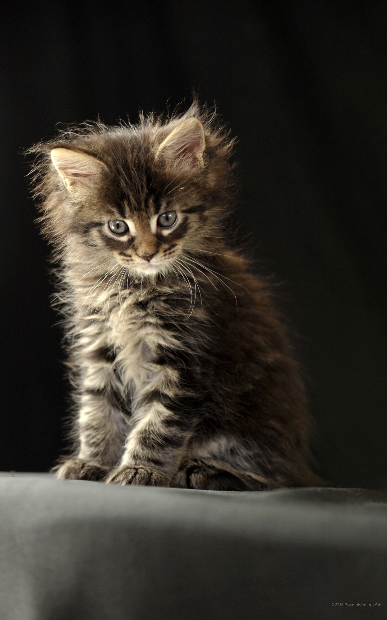 Gattino, Gatto, Sfondo scuro, schermata di blocco del cellulare