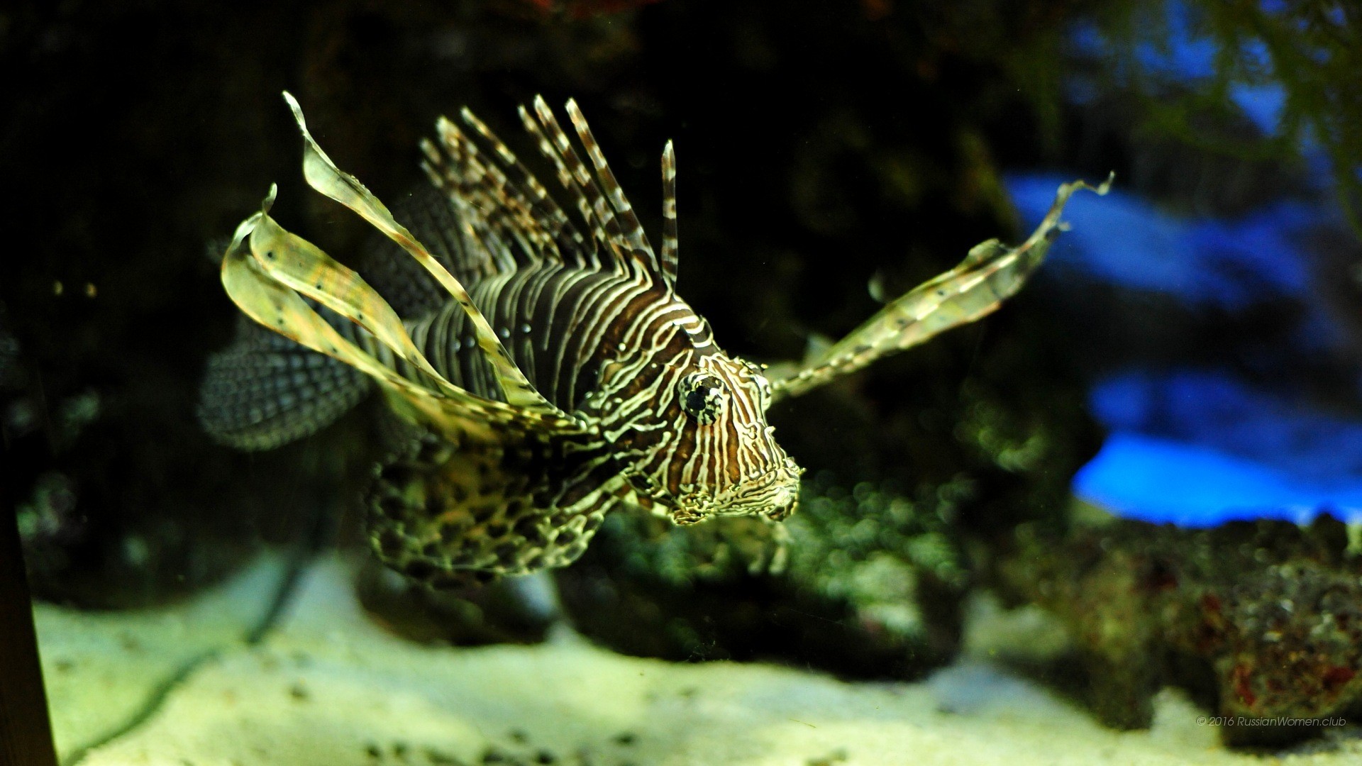 Pesce leone, Acquario, Sott'acqua, sfondo computer