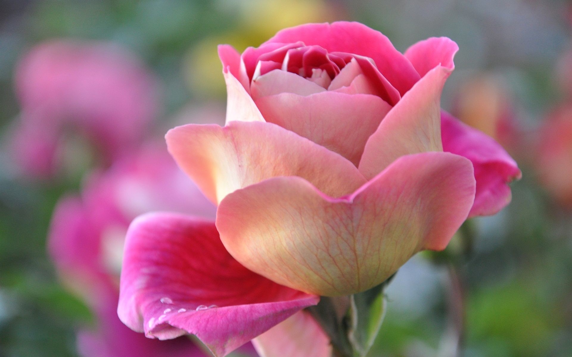 Rosa, Macro, Fiore rosa, 1920x1200, immagine di sfondo