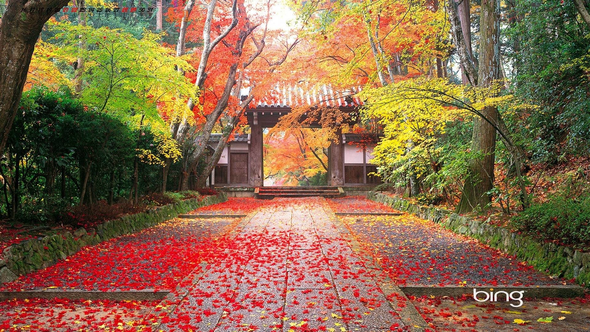 Tempio giapponese, Foglie rosse, Autunno, Giappone, Sentiero, Full HD, sfondo per portatile